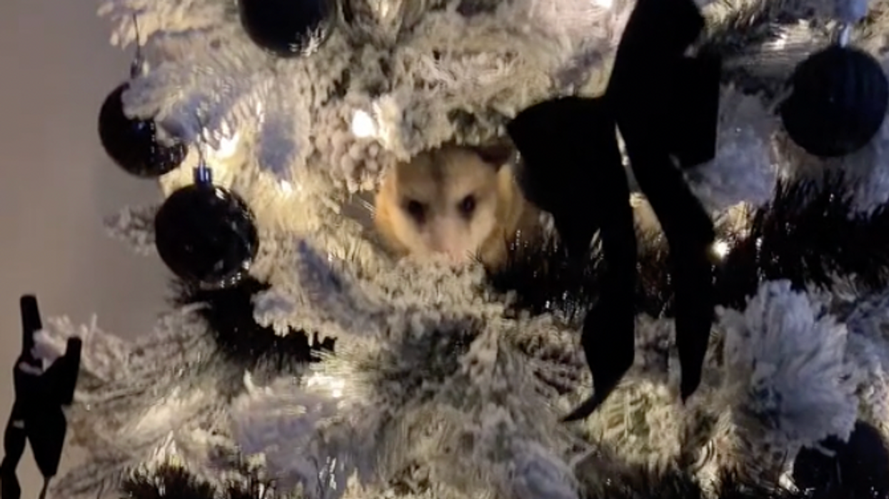 Woman finds surprise intruder hiding in her Christmas tree after it sneezes