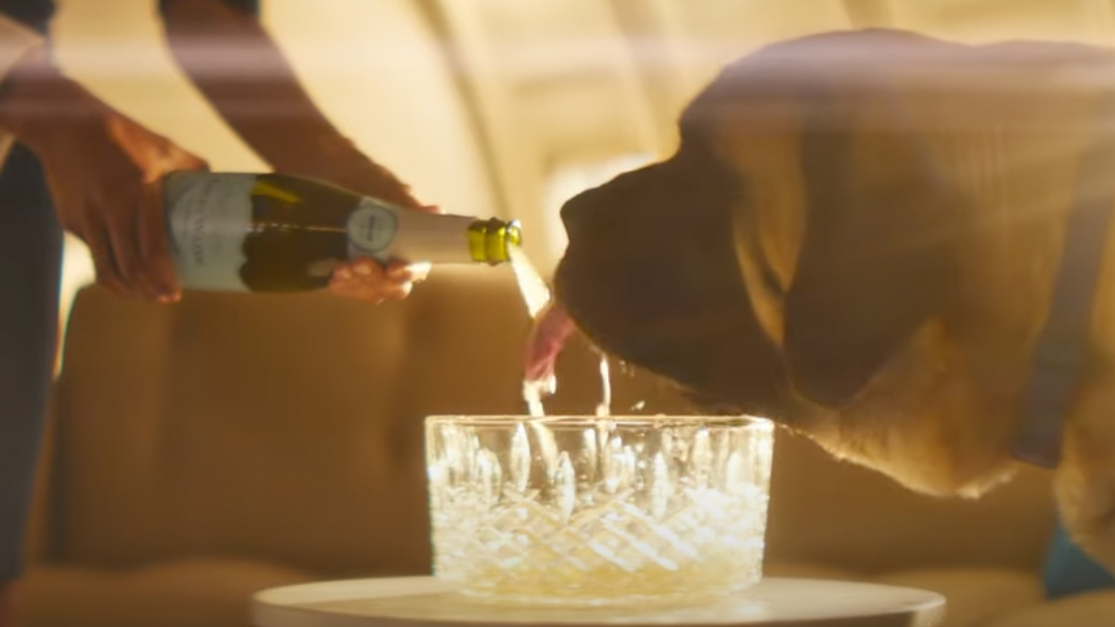 BARK Air: Luxury airline launches for dogs