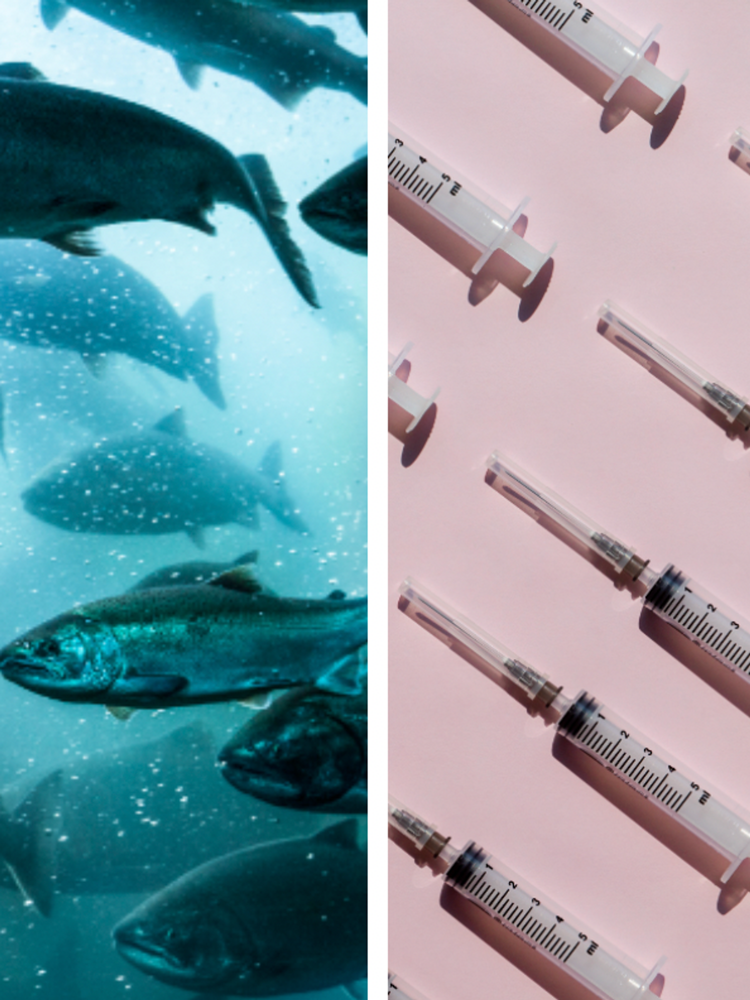 PETA urges people to stop using salmon sperm as latest beauty tweakment
