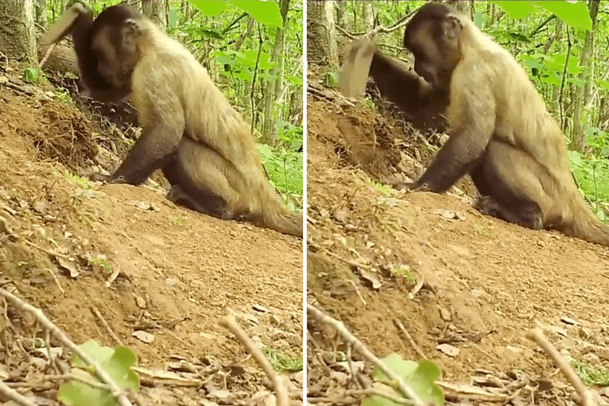 Footage captures monkeys using sticks and stones as tools in groundbreaking study