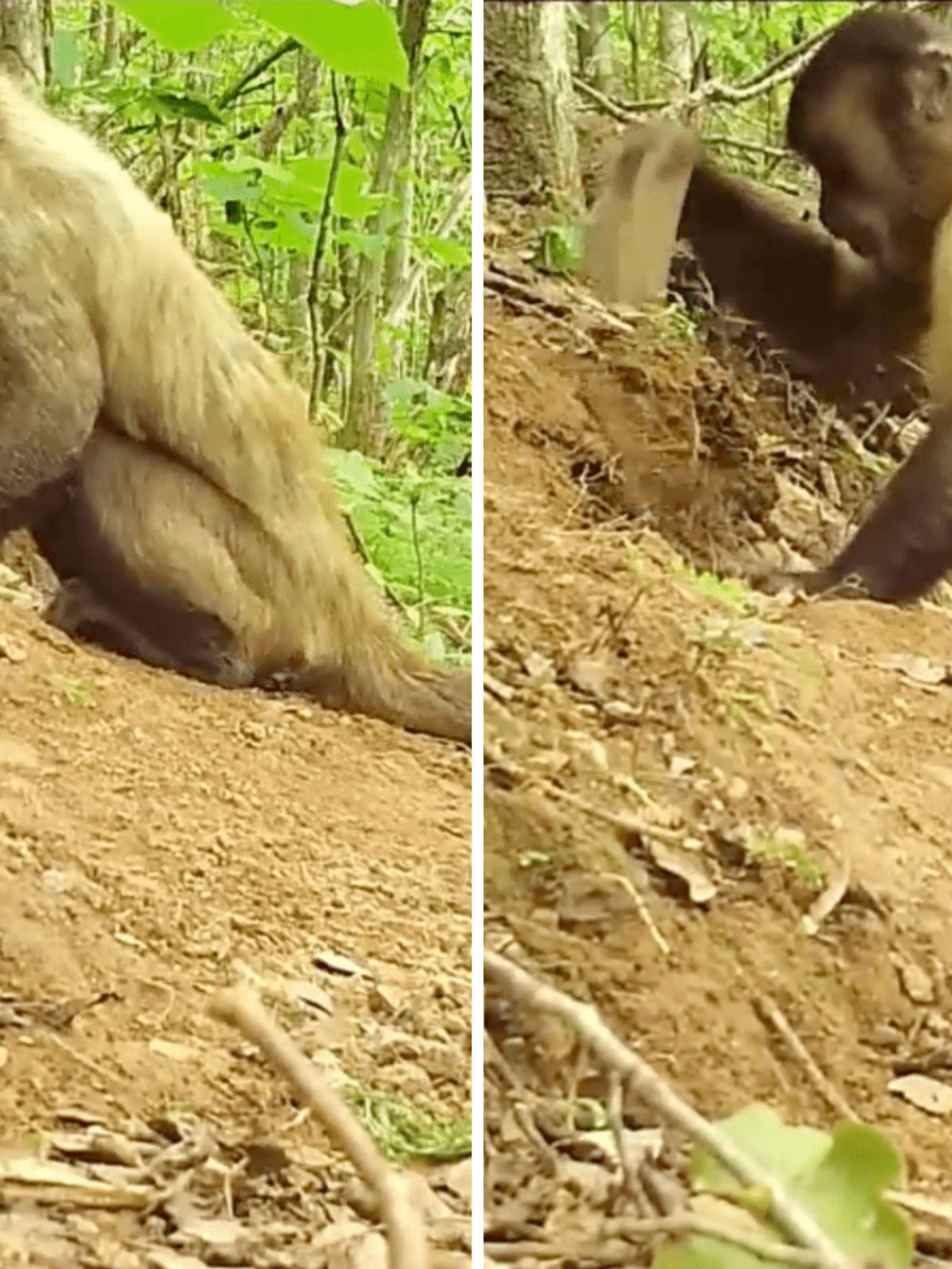 Footage captures monkeys using sticks and stones as tools in groundbreaking study