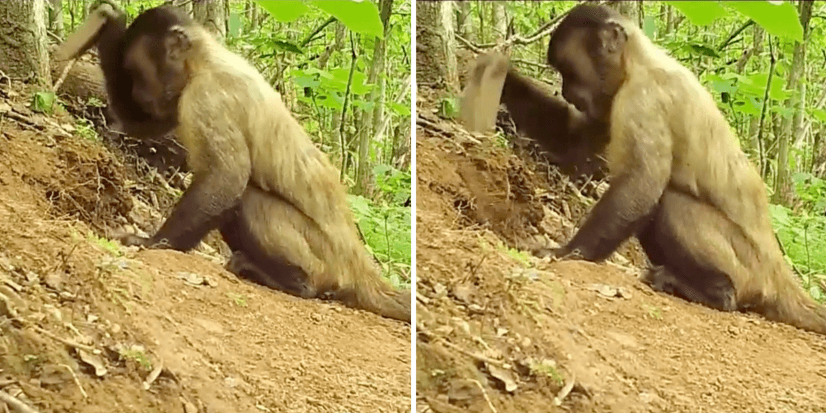 Digging Monkey Footage captures monkeys using sticks and stones as tools in ...