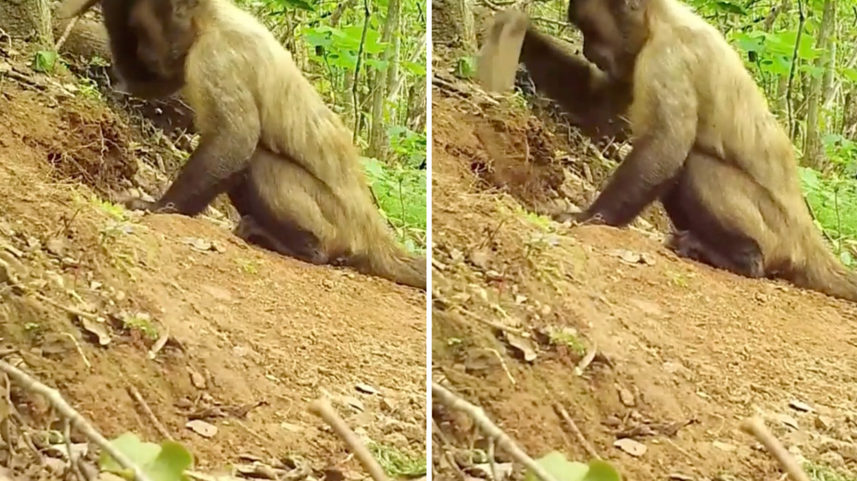 Footage captures monkeys using sticks and stones as tools in groundbreaking study
