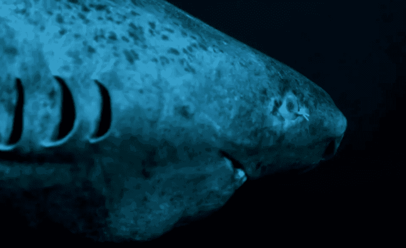 greenland shark muscle glutathione peroxidase protein carbonyls Scientists finally work out how sharks can live to 500 years old Impact of carbonylation on glutathione