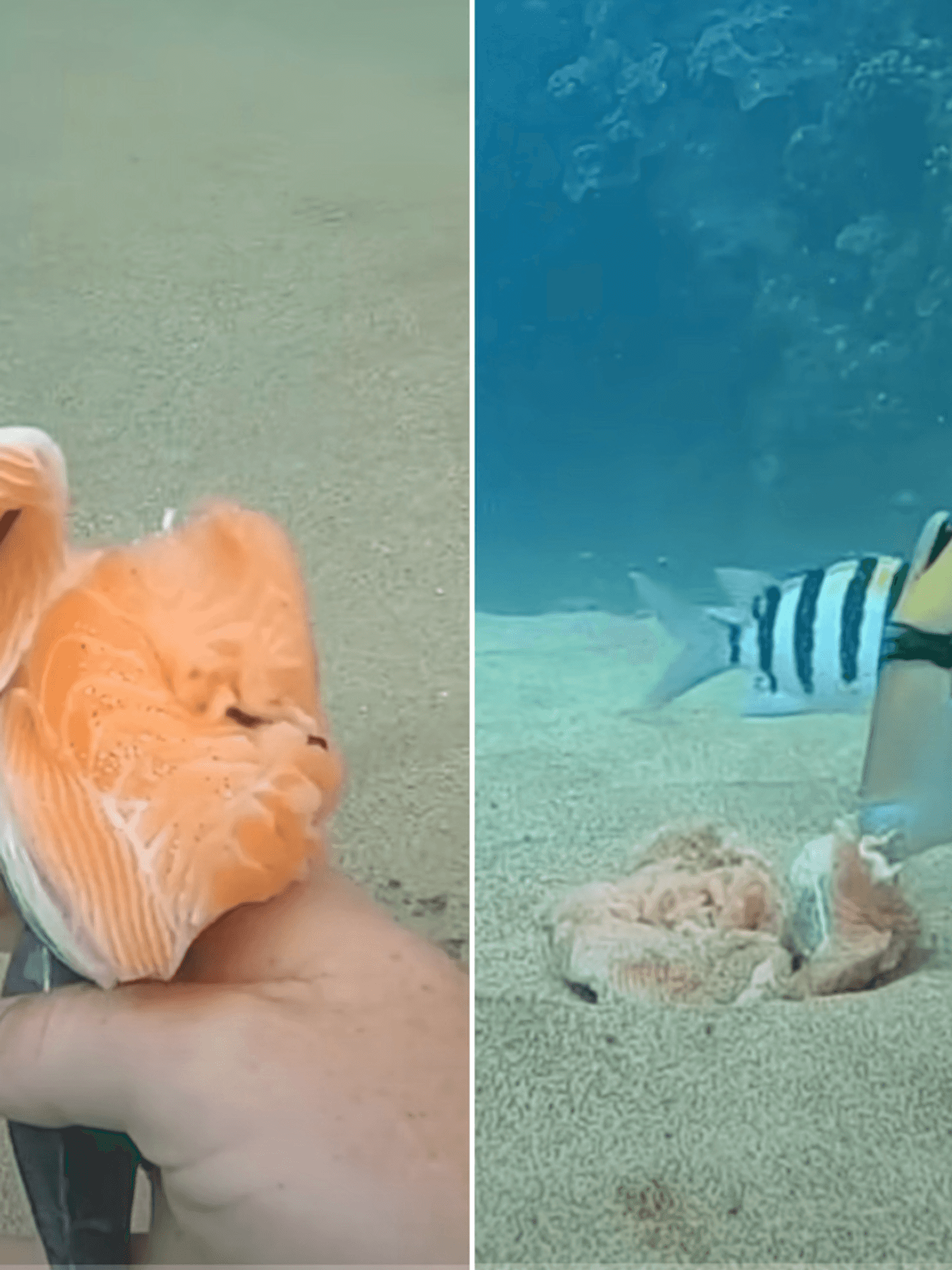 Man makes chilling discovery after dropping salmon fillets into the ocean