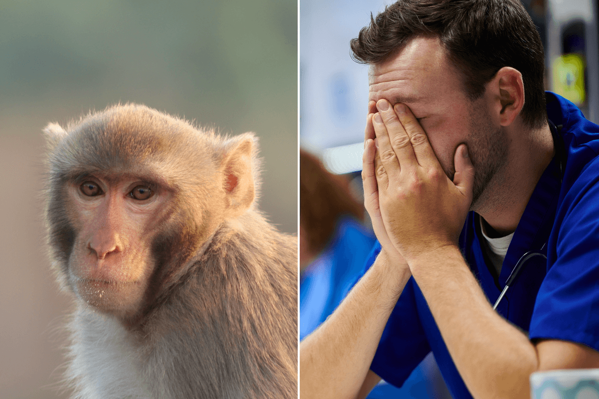 How monkeys are helping us understand why we 'choke under pressure'