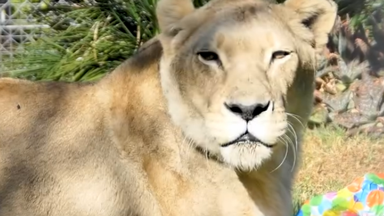 Adelaide Zoo put down a pair of lions with 'remarkable' bond and the internet is in mourning