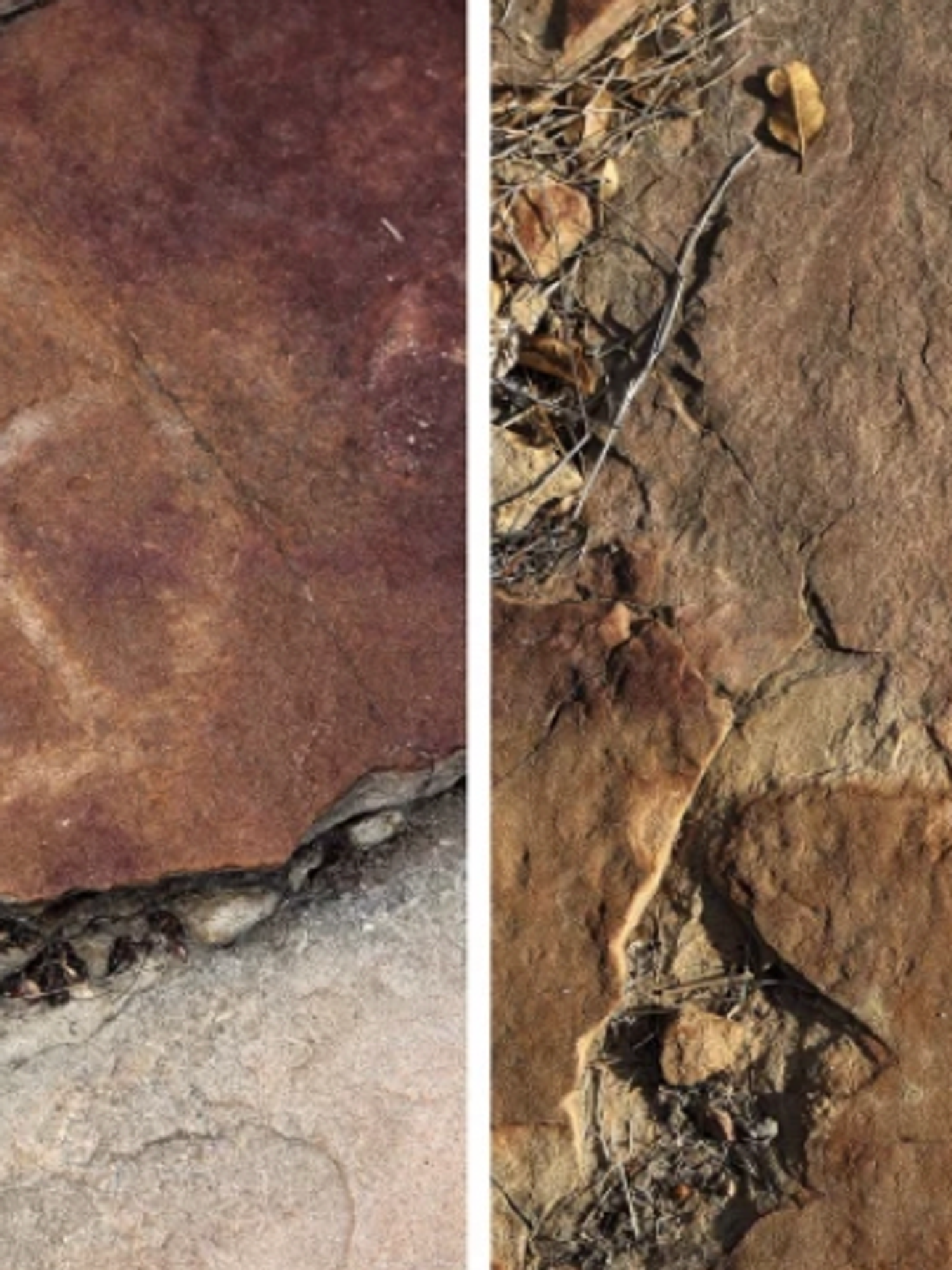 9,000-year-old rock sketches proves early humans knew all about dinosaurs