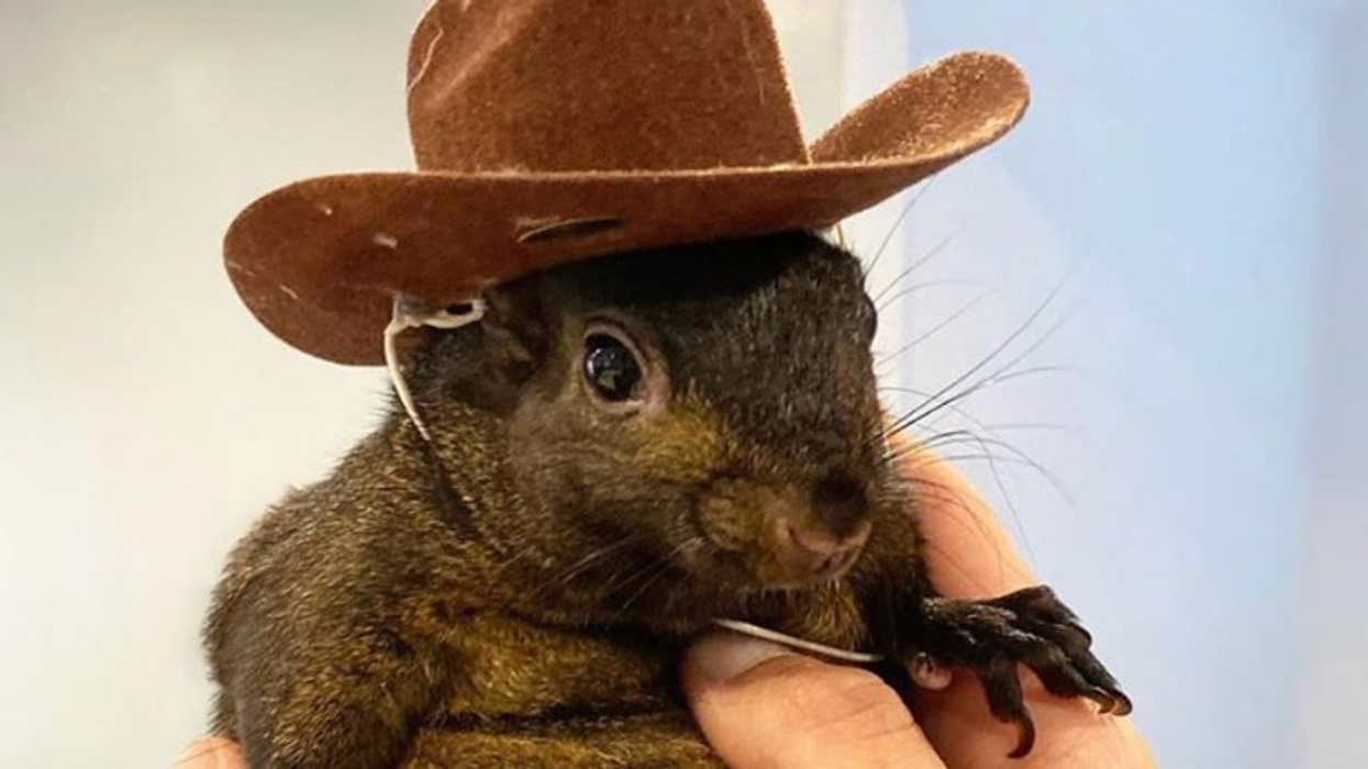 Who is Peanut the squirrel and what happened to him? | indy100