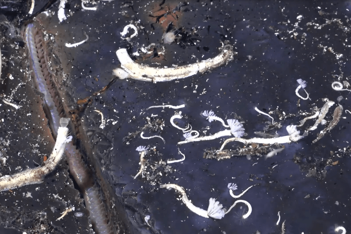 Scientists discover massive new creatures living in the Earth's oceanic crust