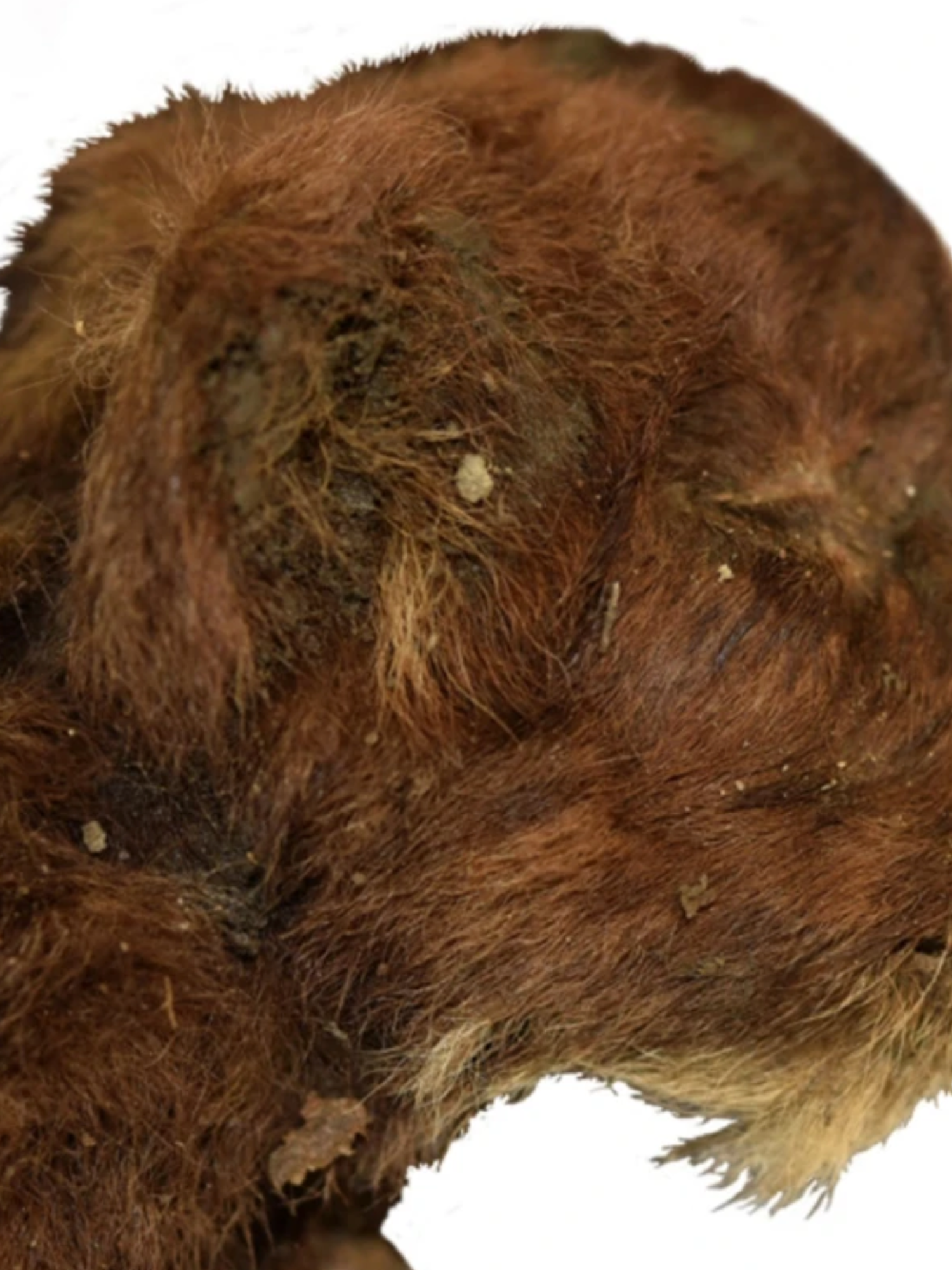 Mummified sabre-toothed 'kitten' found preserved in permafrost