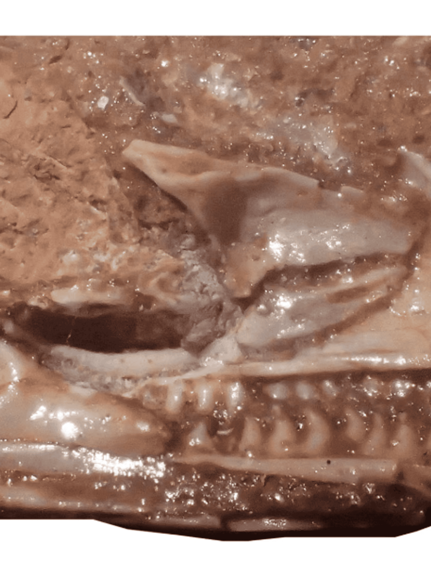 World's oldest lizard dating back 205 million years discovered preserved in UK quarry