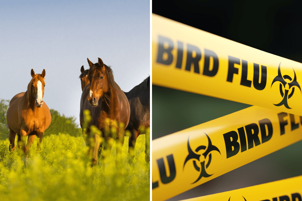 Experts name likely source of next pandemic