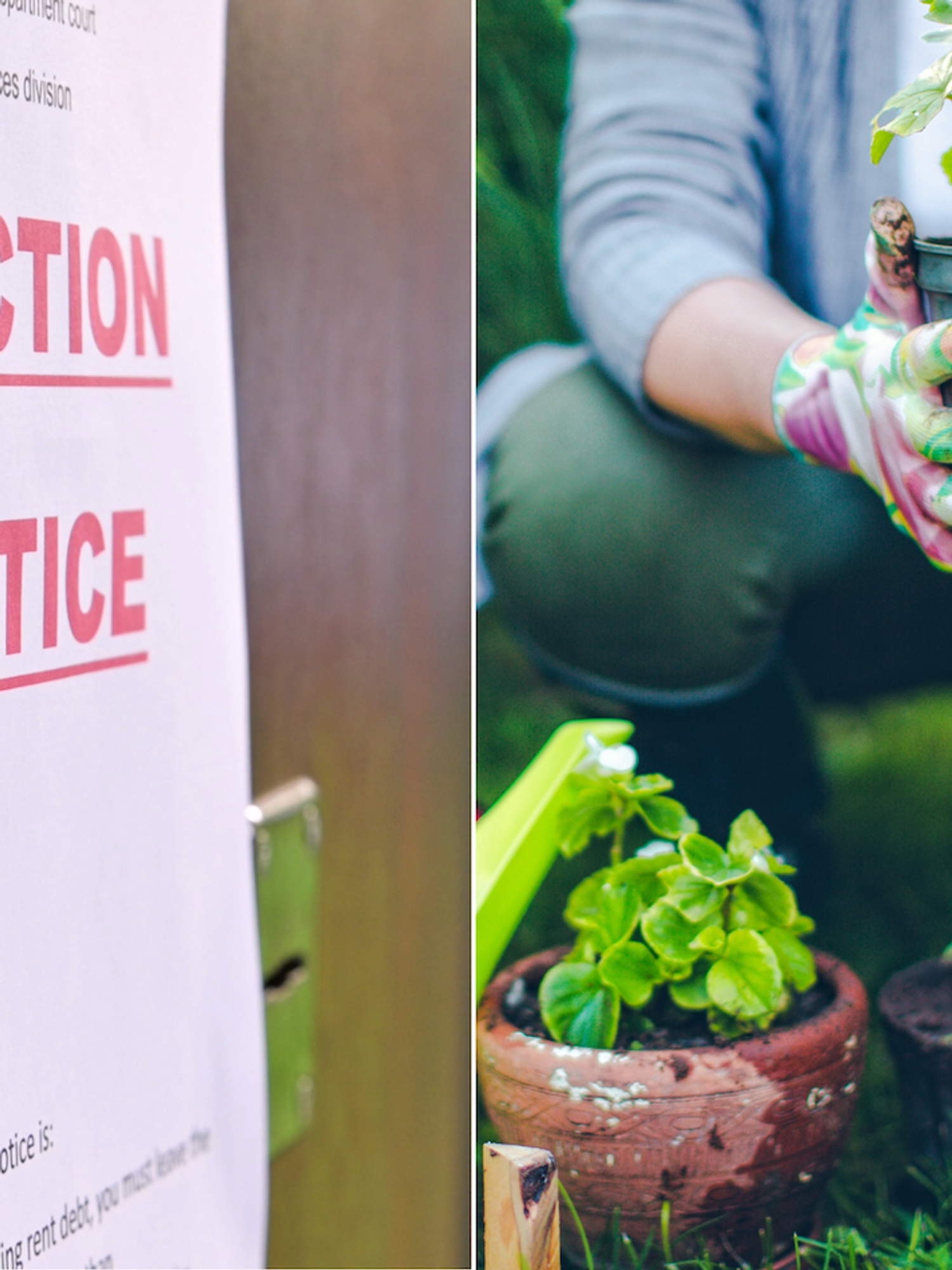 Evicted tenant takes entire garden with her – leaving landlord furious