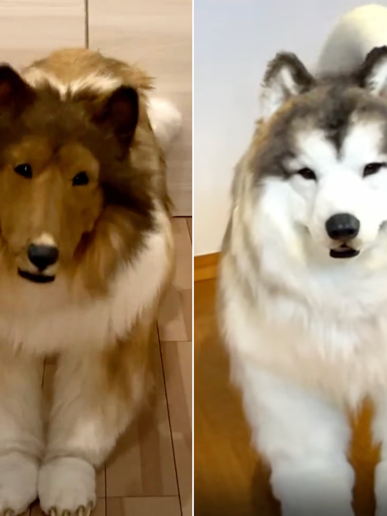 Man who spent $14,000 on dog costume opens zoo for people to dress up as animals