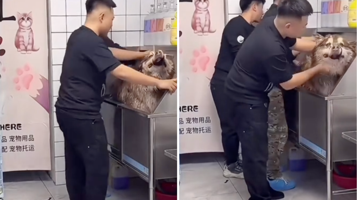 'Dog training' streamer slammed after dog dies during live broadcast