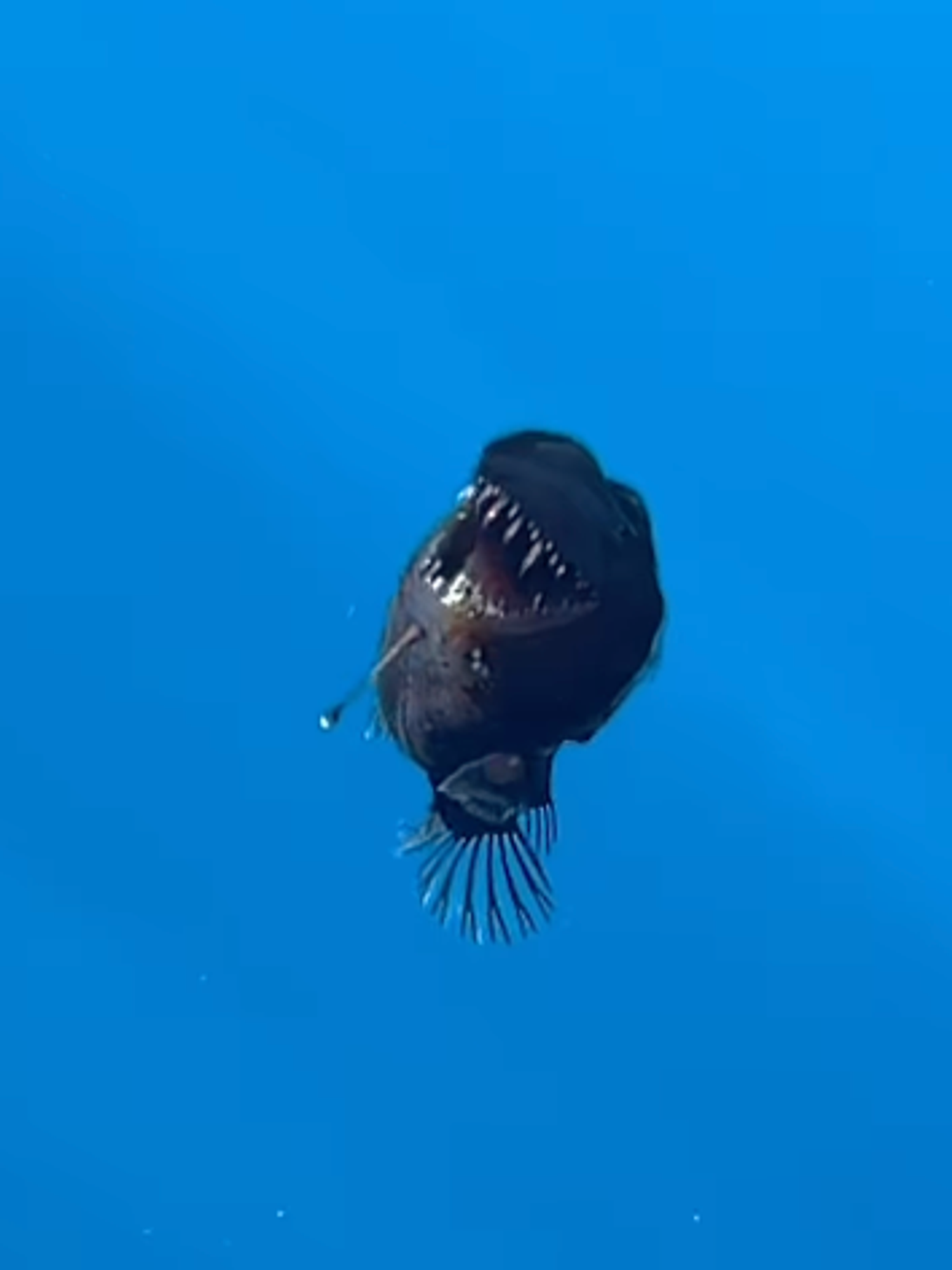 Emotional TikTok tributes flood in for 'terrifying' viral anglerfish - but could its death be a 'warning'?