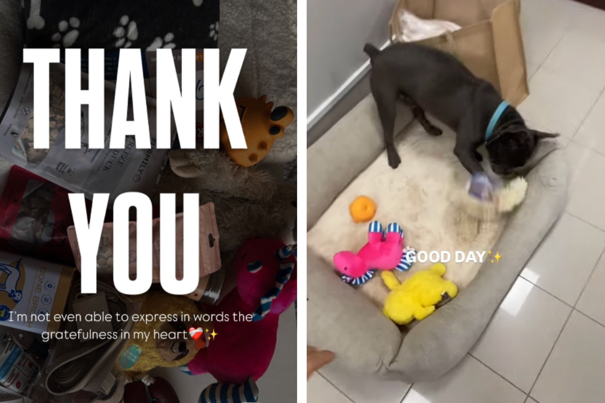 Abused dog in Dubai reunites with owner and receives care package from 'super important family'