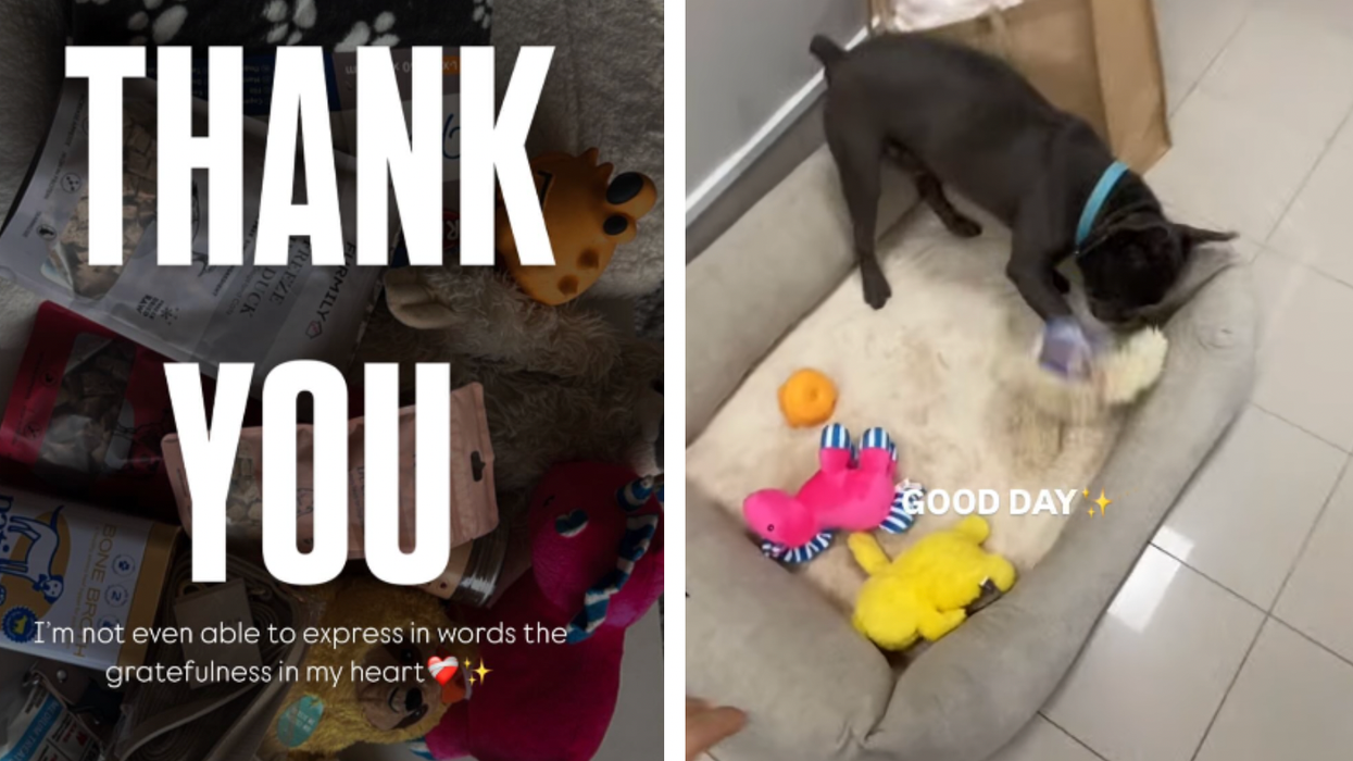 Abused dog in Dubai reunites with owner and receives care package from 'super important family'