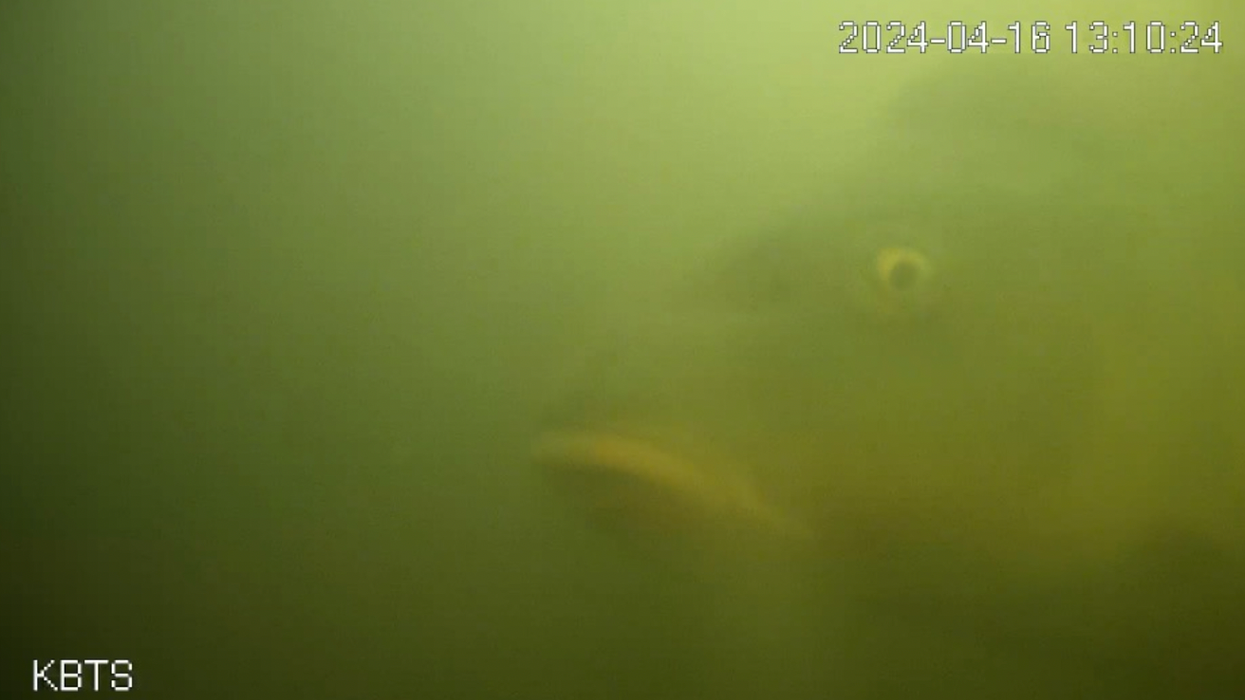 The internet is obsessed with the Fish doorbell livestream - but what is it?