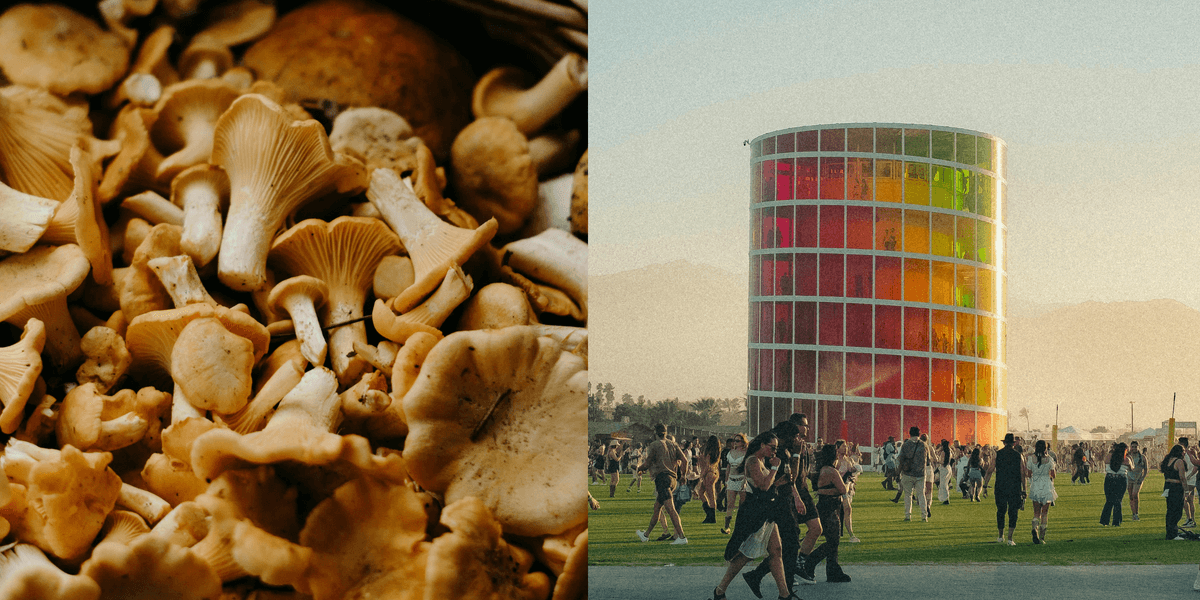 Why Gen Z are ditching alcohol for mushrooms at festivals this year