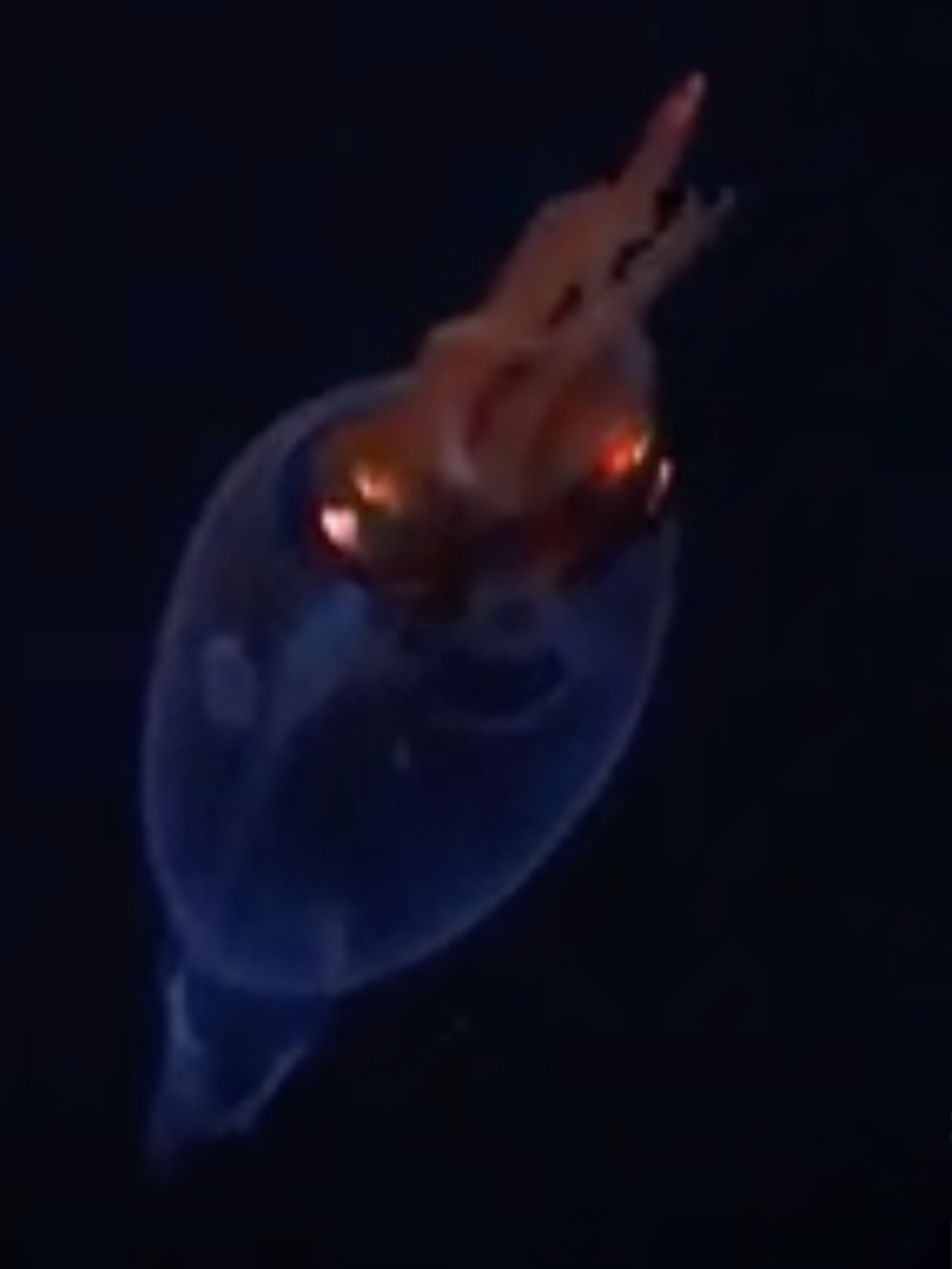 Colossal squid spotted for the first time ever in 'unforgettable moment'