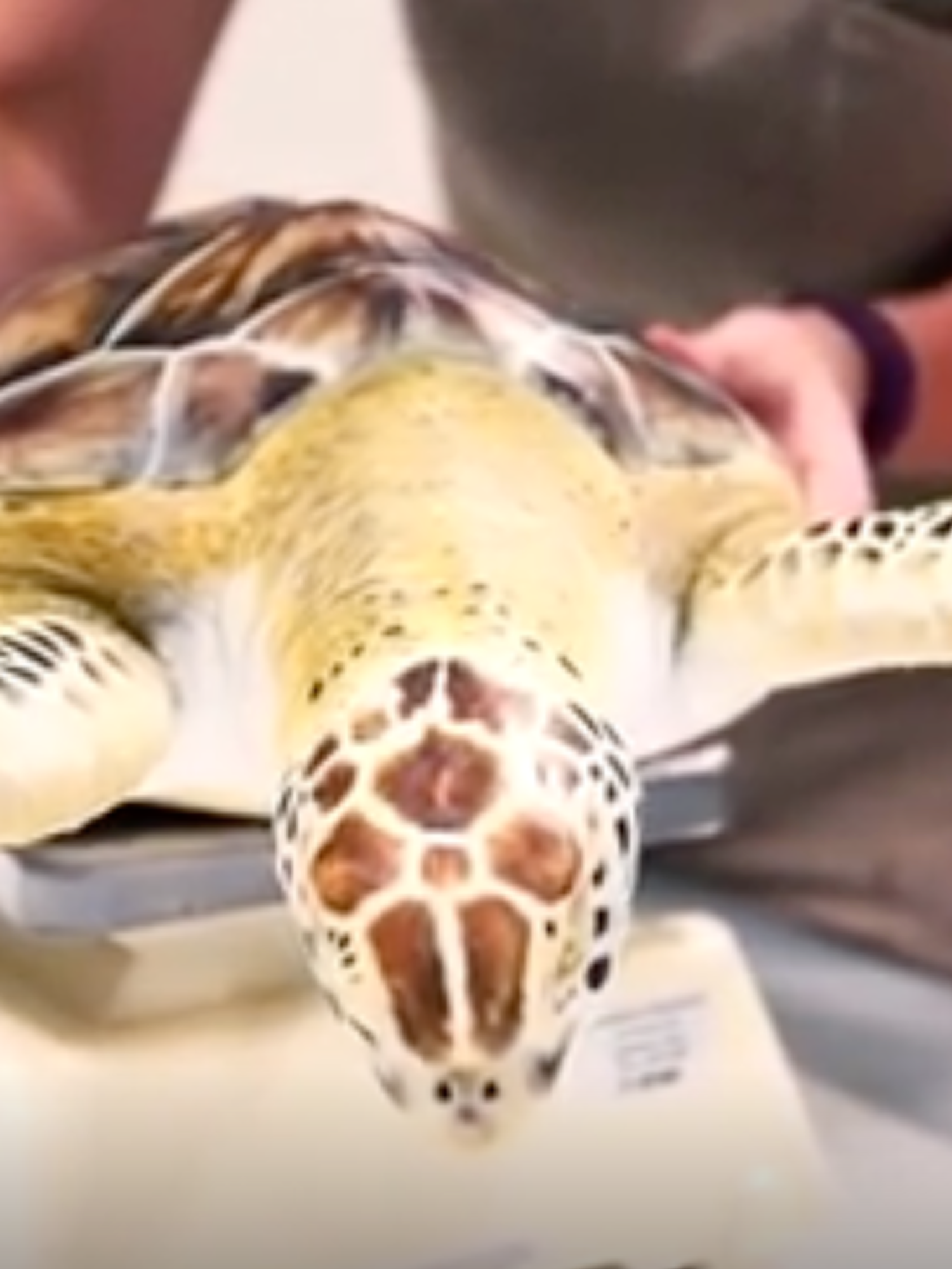 Watch: Sweet moment Houston vet returns rescued turtle to the ocean