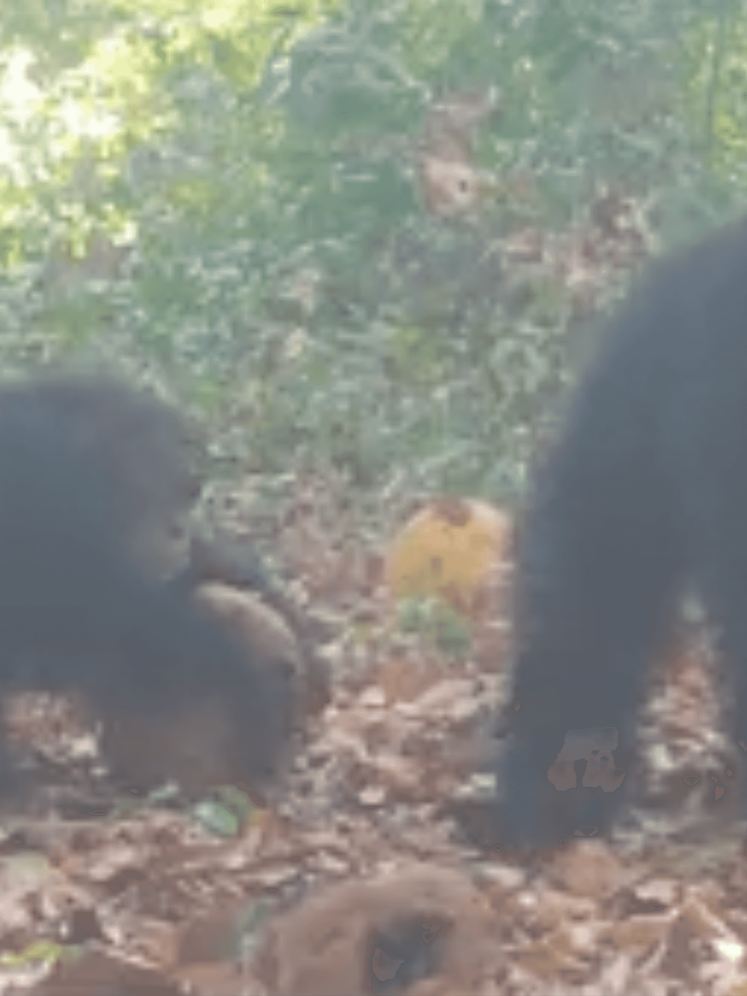Chimpanzees caught having 'booze up' on alcoholic fruit