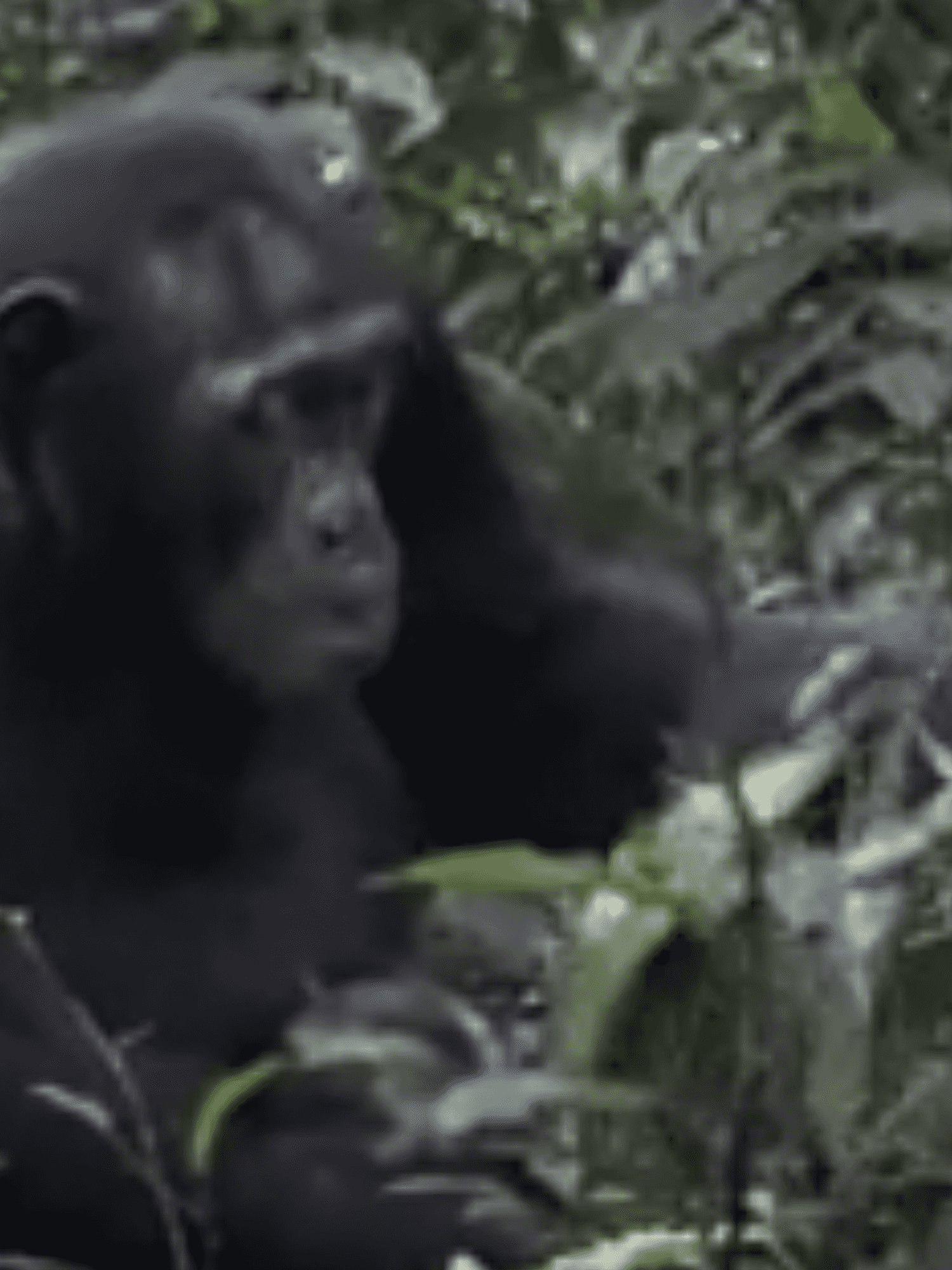 Chimpanzees have been filmed caring for each other in this unexpected way
