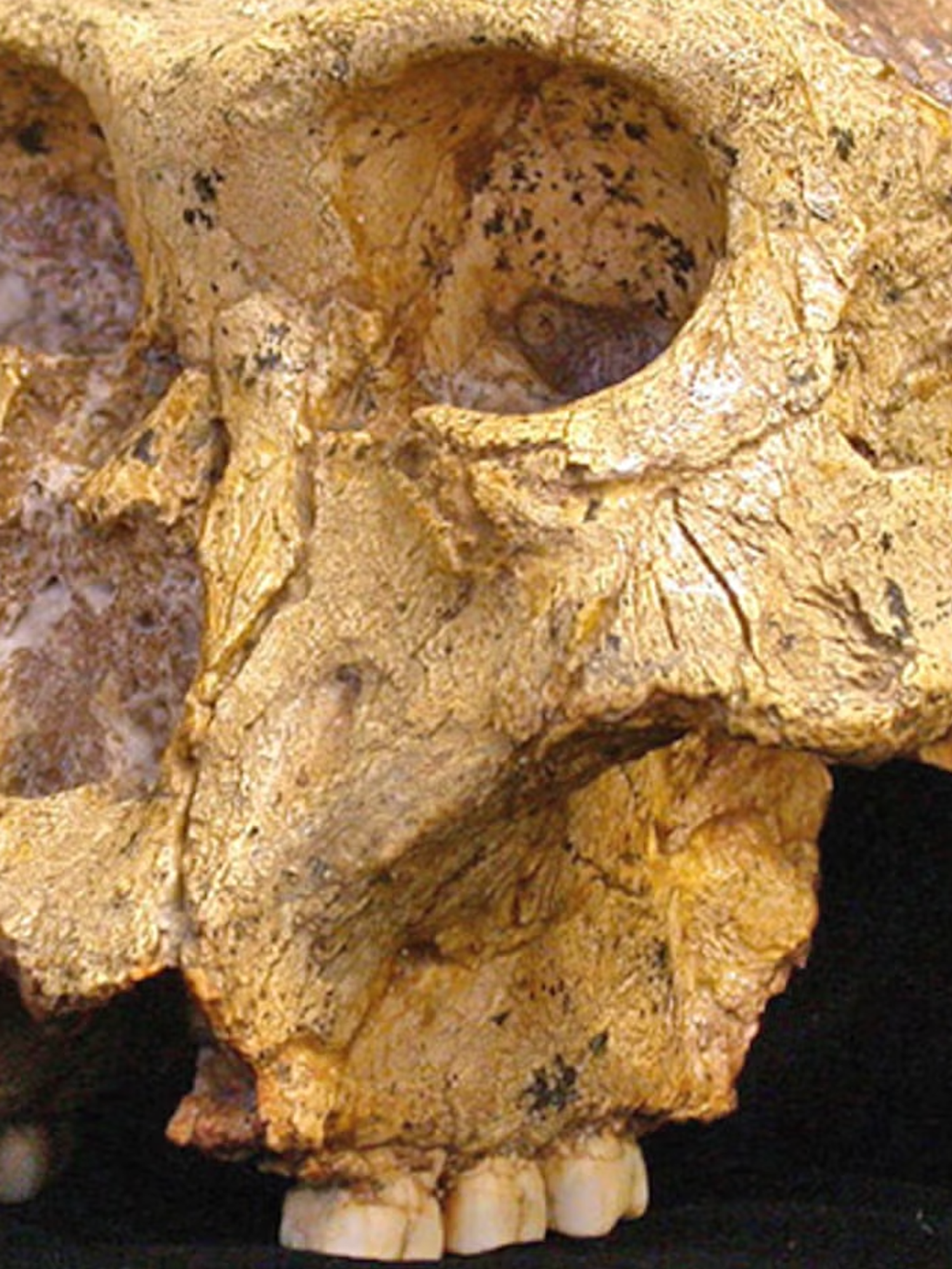 How ancient teeth could tell us more about prehistoric human evolution