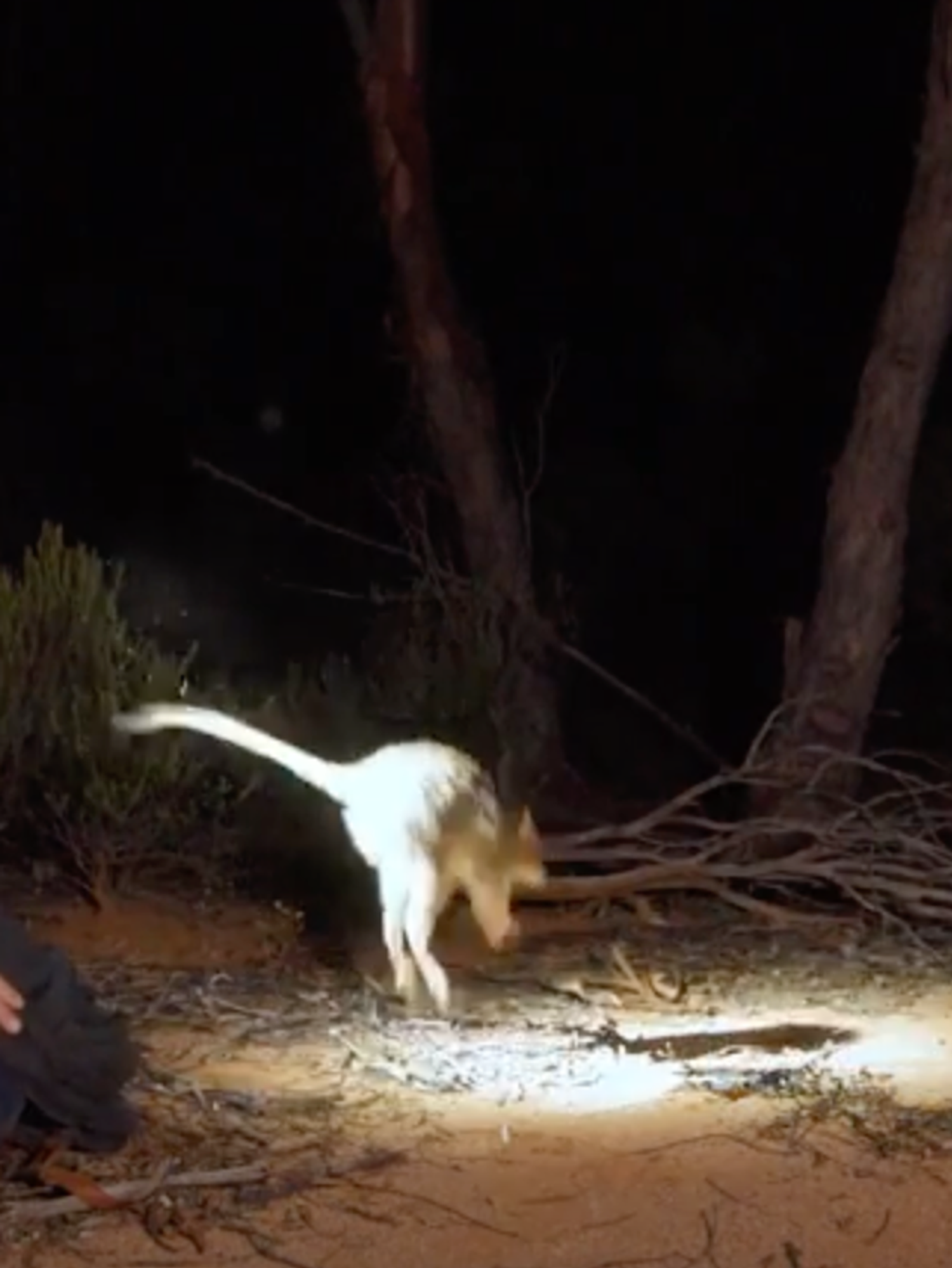 Sweet moment endangered woylies released in groundbreaking wildlife restoration project