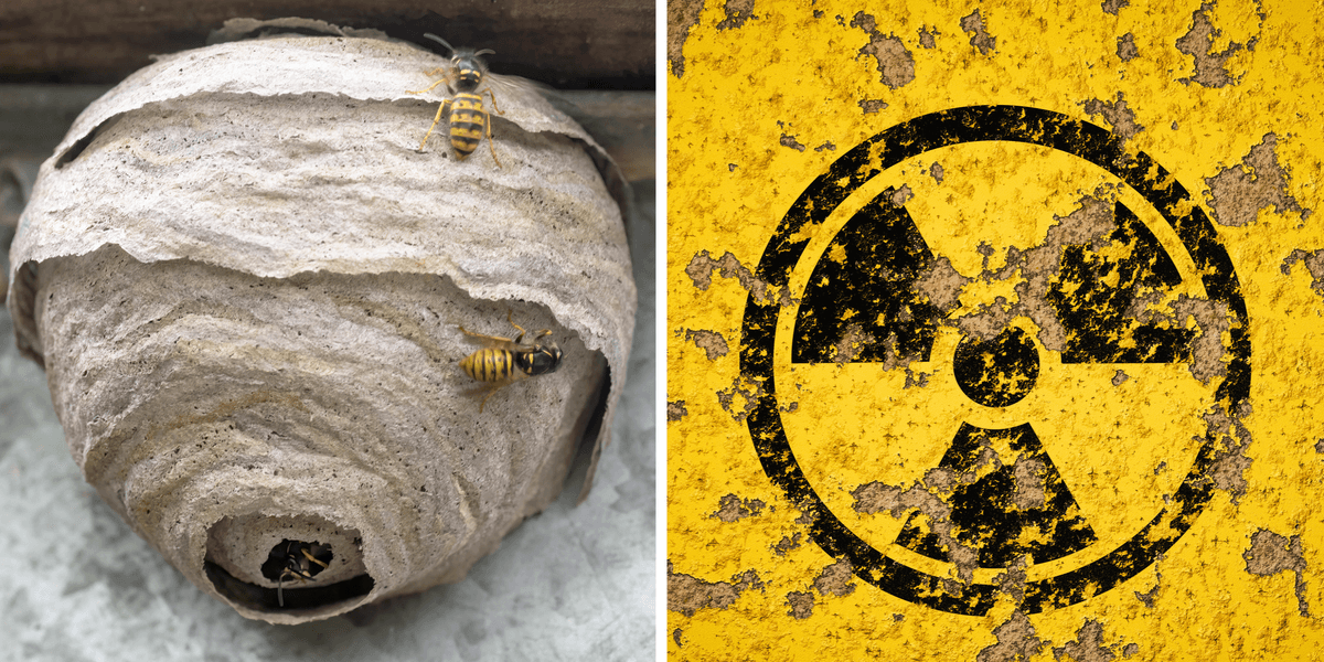 Terrifying radioactive wasp nest discovered at nuclear bomb site | indy100