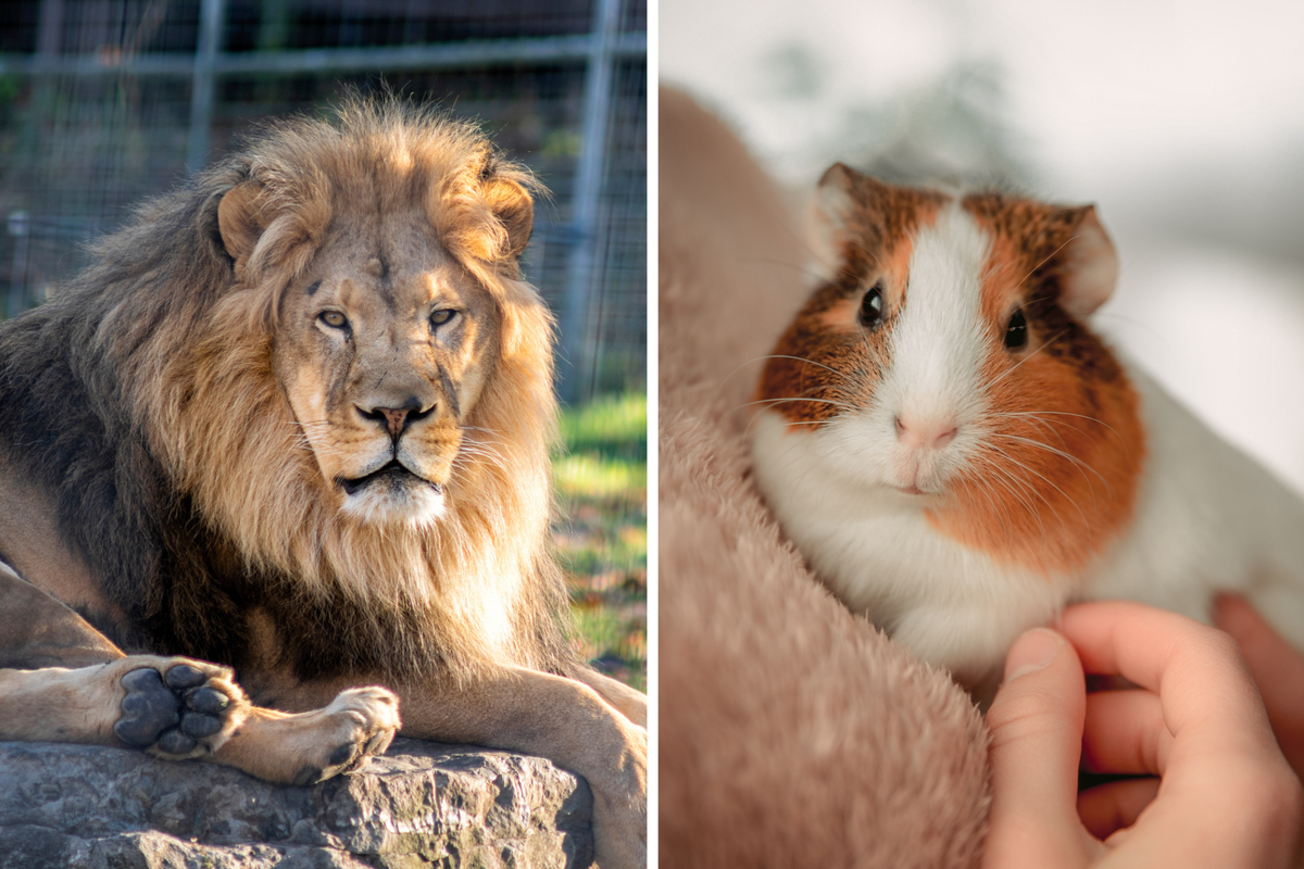 Zoo faces backlash after asking visitors to donate pets for 'sick' reason