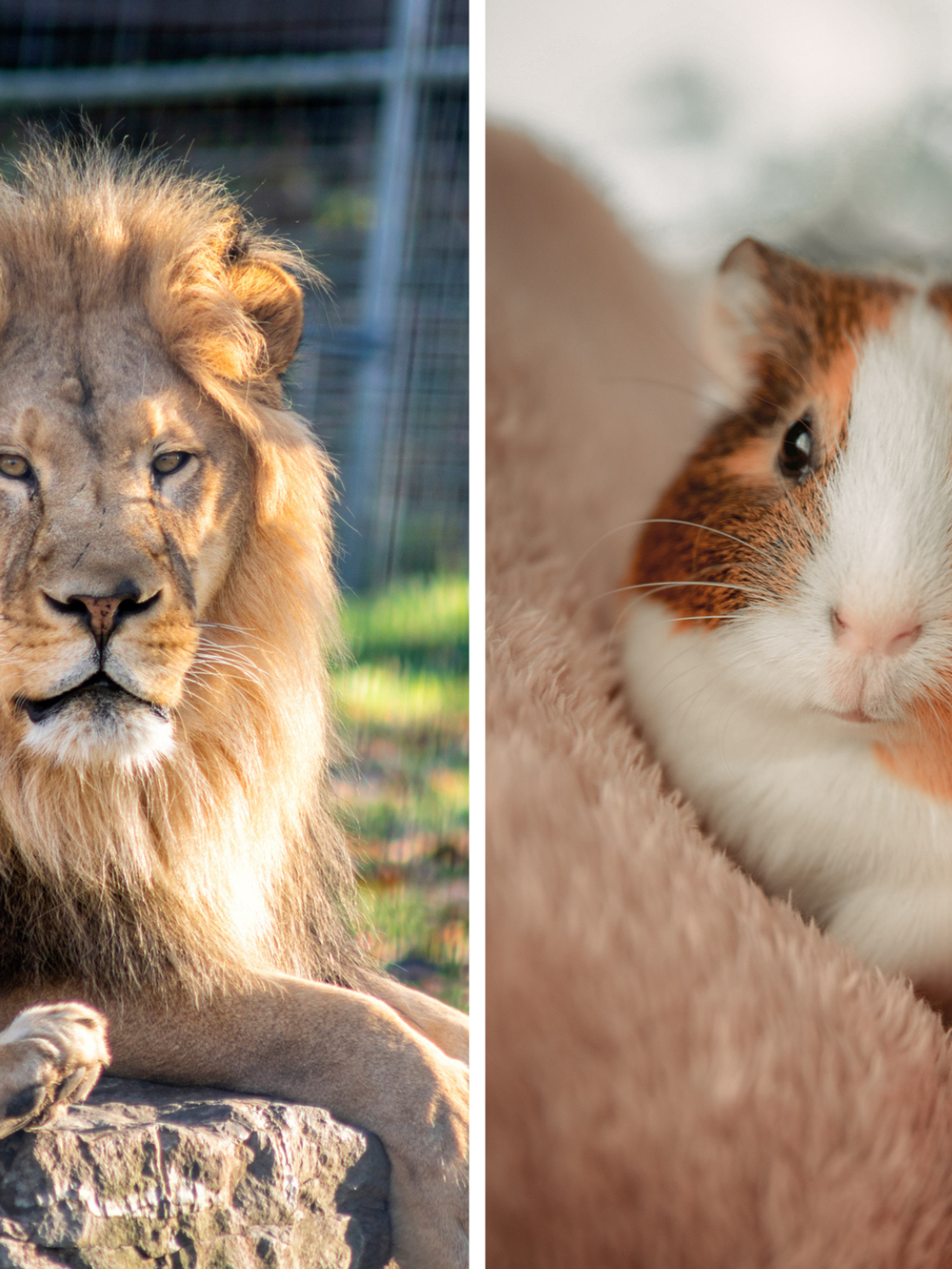 Zoo faces backlash after asking visitors to donate pets for 'sick' reason