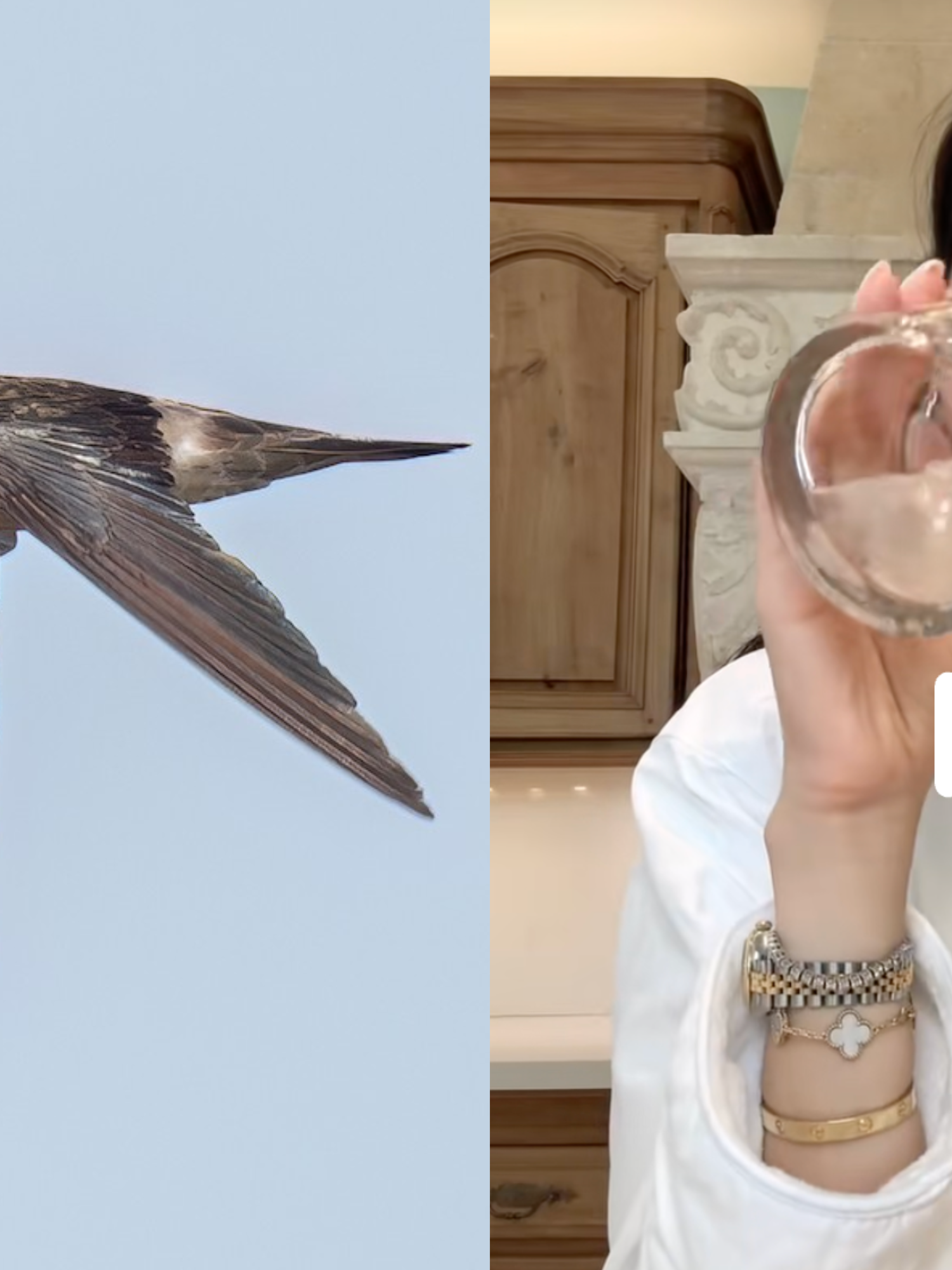 Drinking bird spit is the anti-ageing remedy secretly loved for thousands of years