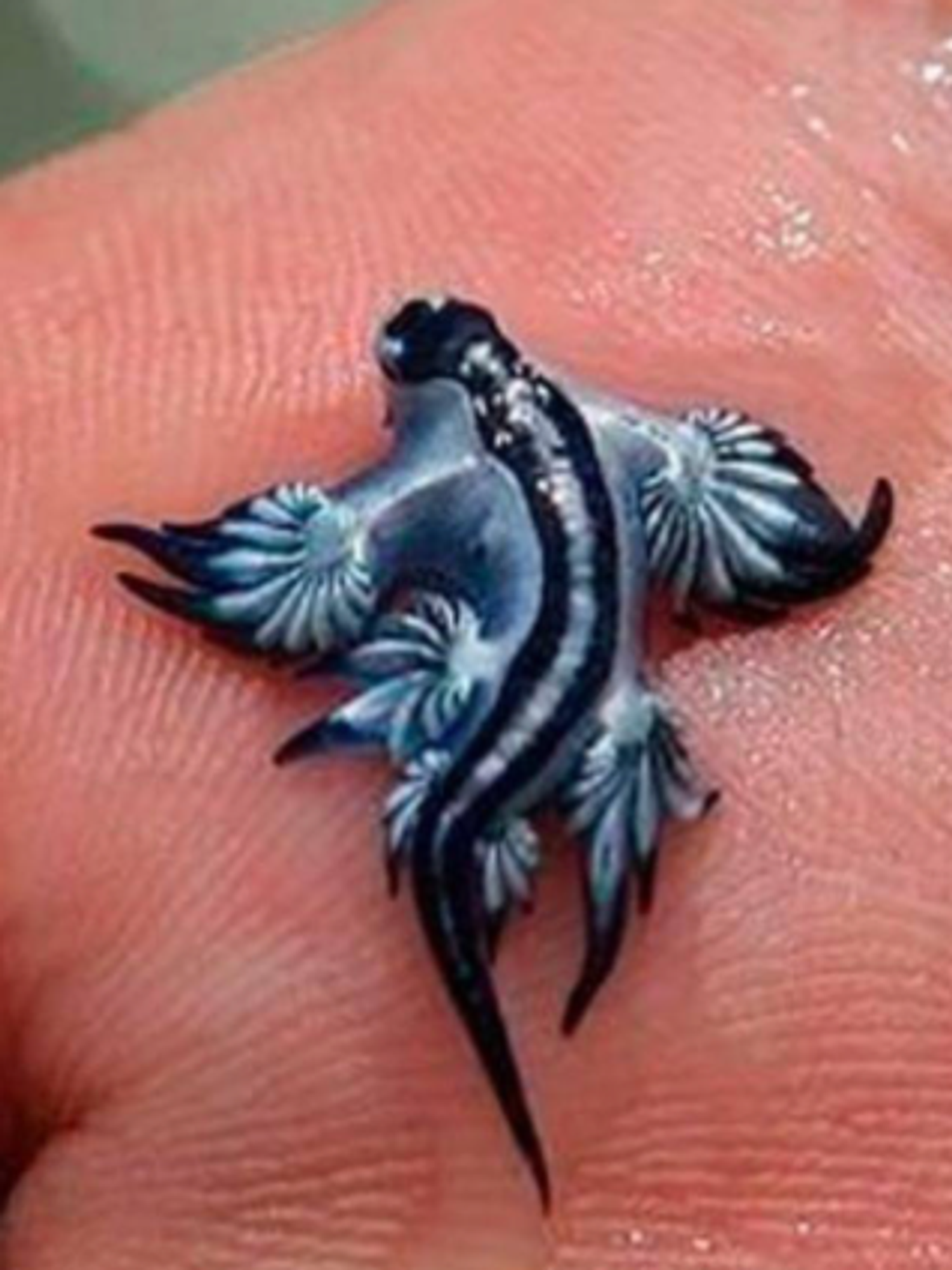 Warnings issued as rare blue dragon 'angels' force beaches to close