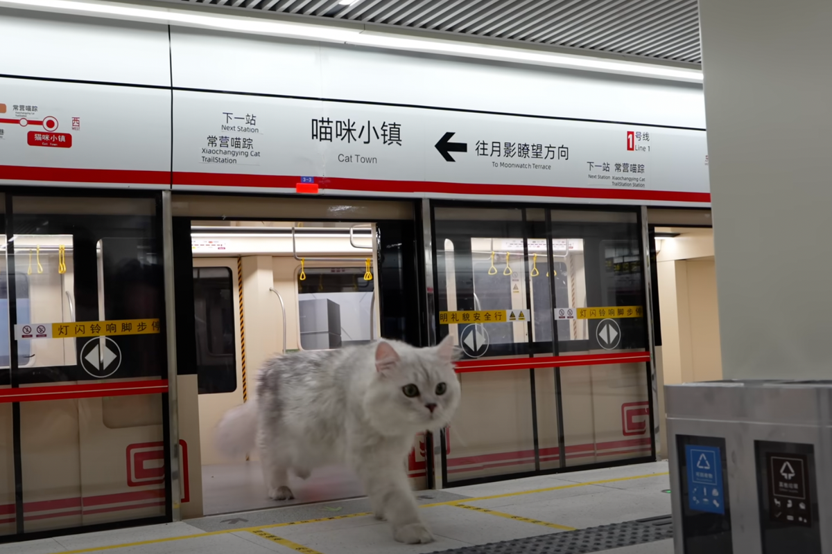 Chinese YouTuber builds an entire human world for his pet cats - and it's pretty impressive