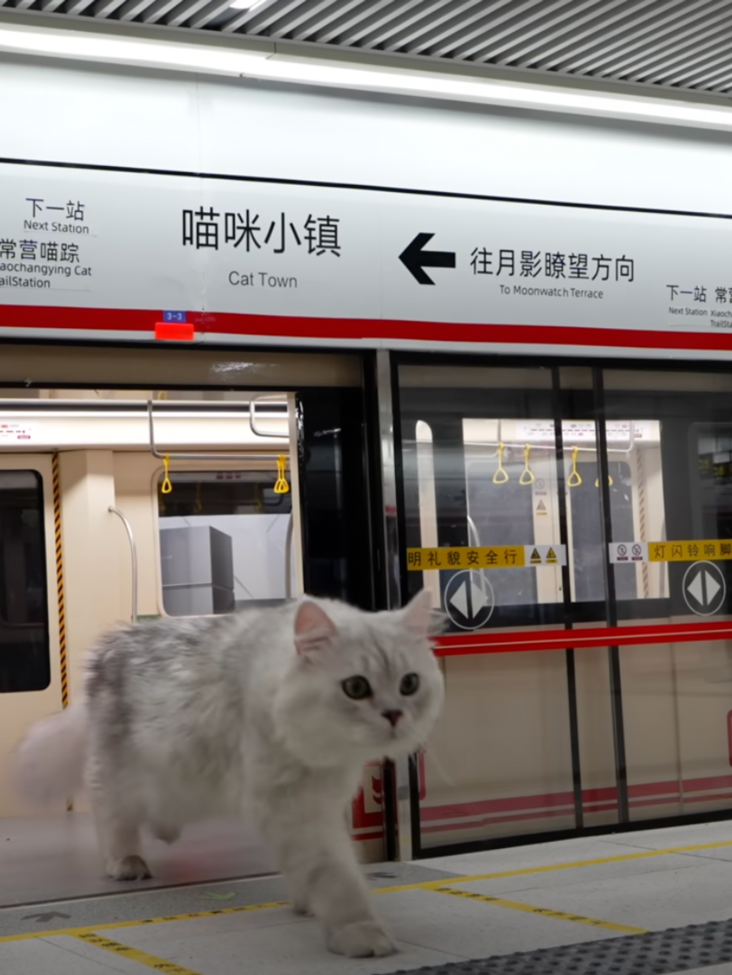 Chinese YouTuber builds an entire human world for his pet cats - and it's pretty impressive