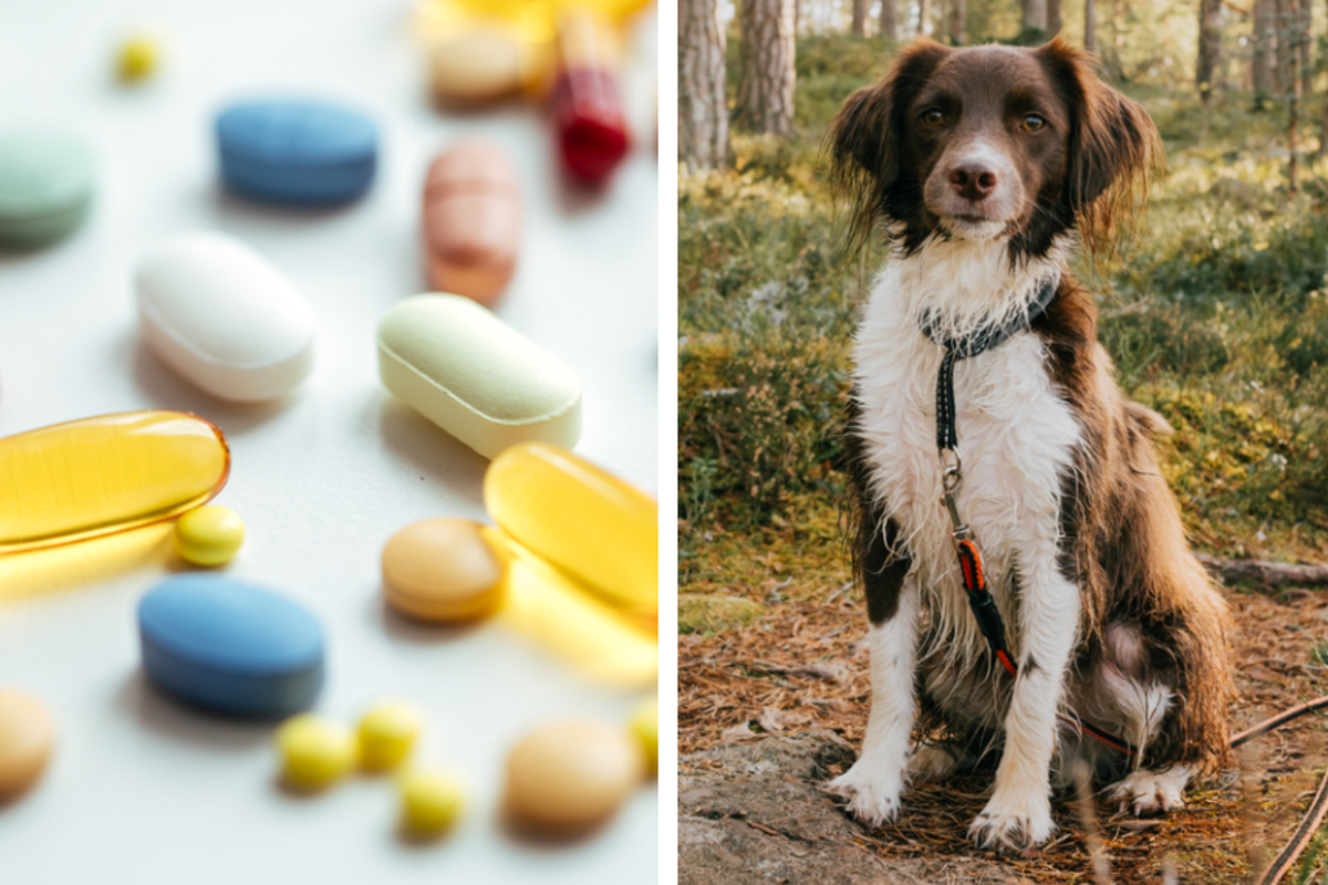 Anti-ageing treatment for dogs could arrive as early as 2026
