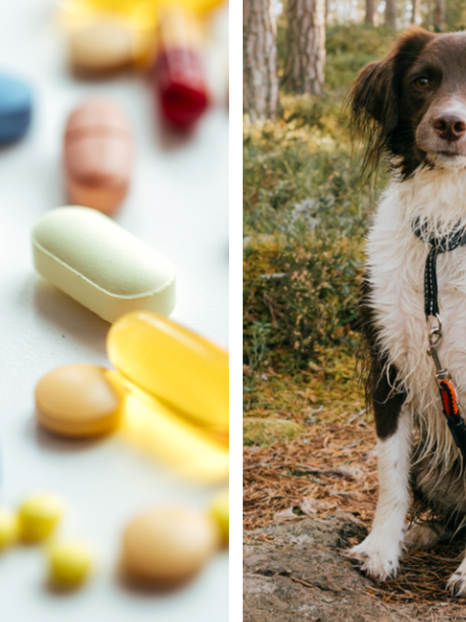 Anti-ageing treatment for dogs could arrive as early as 2026