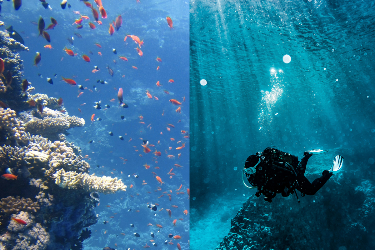 This mysterious creature was discovered in the abyss - and people can't decide if its cute or creepy