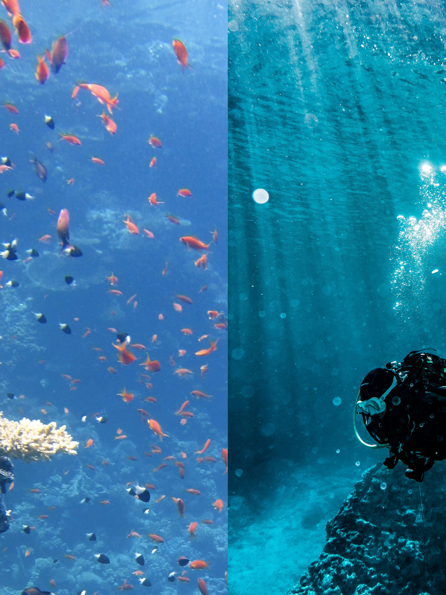 This mysterious creature was discovered in the abyss - and people can't decide if its cute or creepy