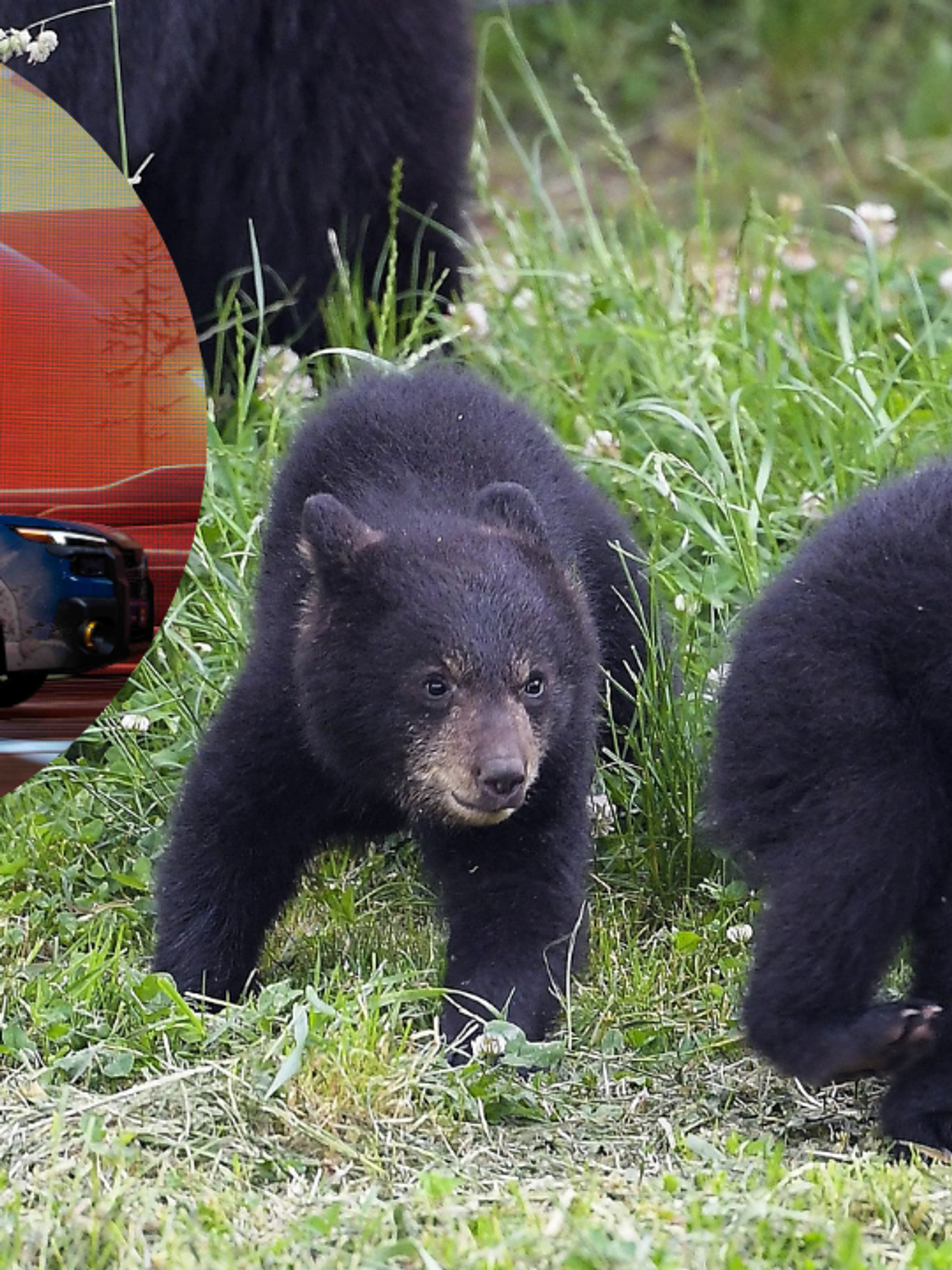 ‘Incessant honking’ gives away black bears on a joyride