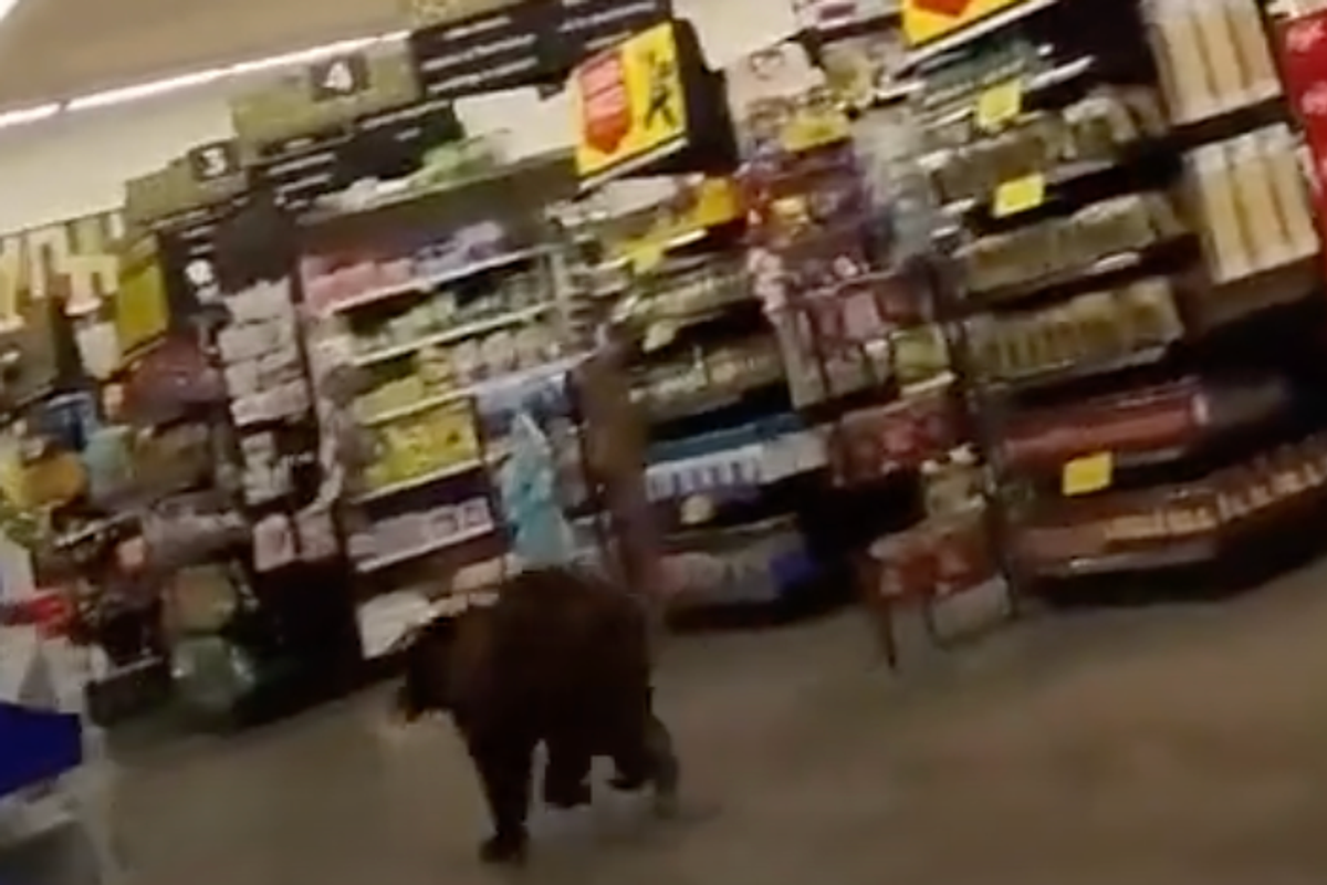 Watch bear run wild in Arizona grocery store in alarming footage