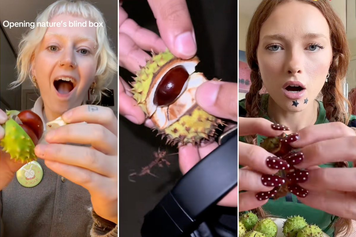 Conkers dubbed 'nature’s Labubus' in Autumnal 'blind box' TikTok trend