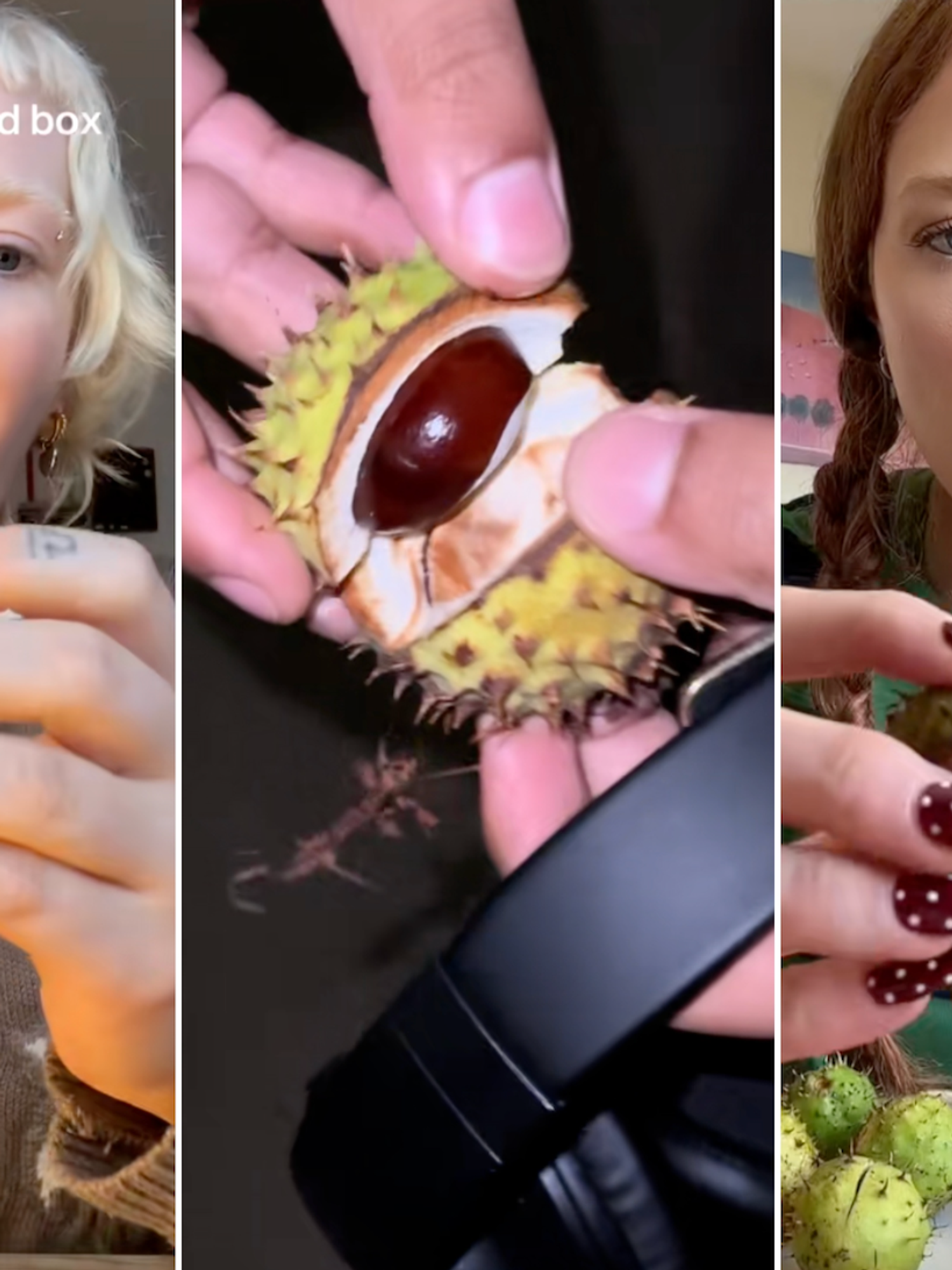 Conkers dubbed 'nature’s Labubus' in Autumnal 'blind box' TikTok trend
