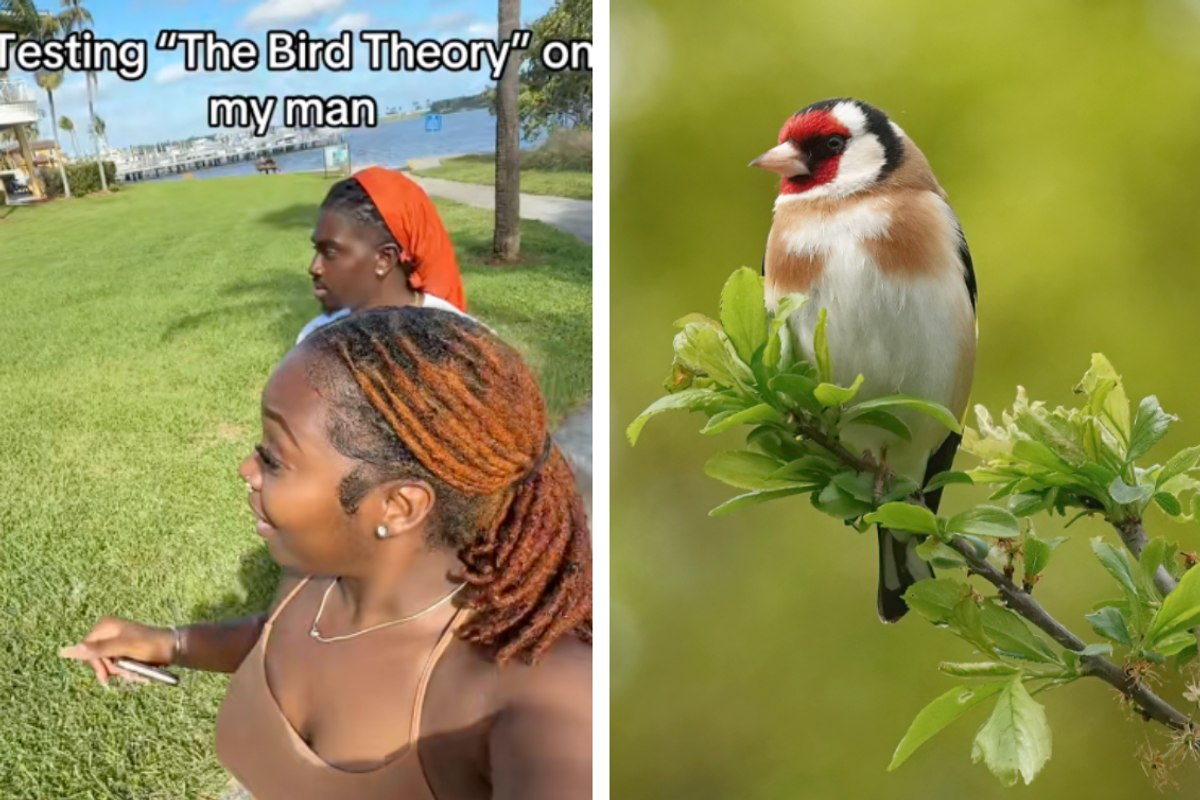 What is the 'bird theory' on TikTok putting relationships to the test