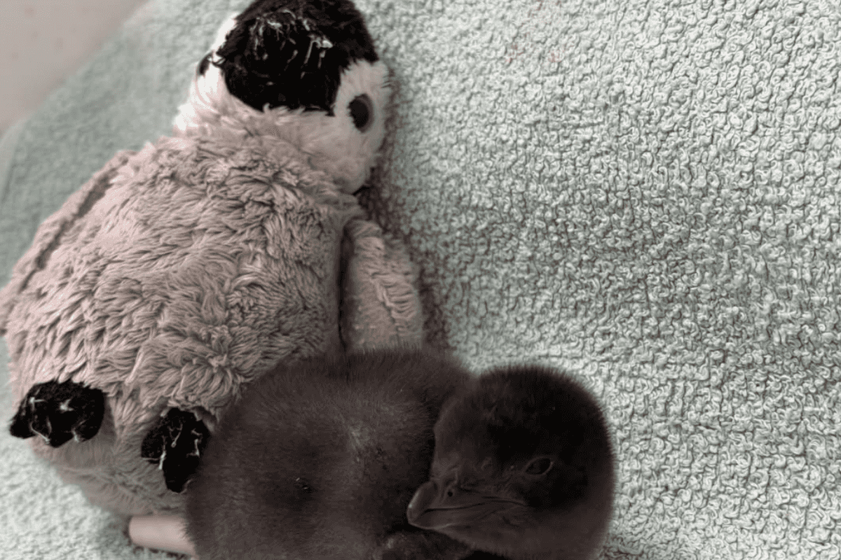 Henry the penguin's stuffed toy sparks our second emotional animal obsession of the week
