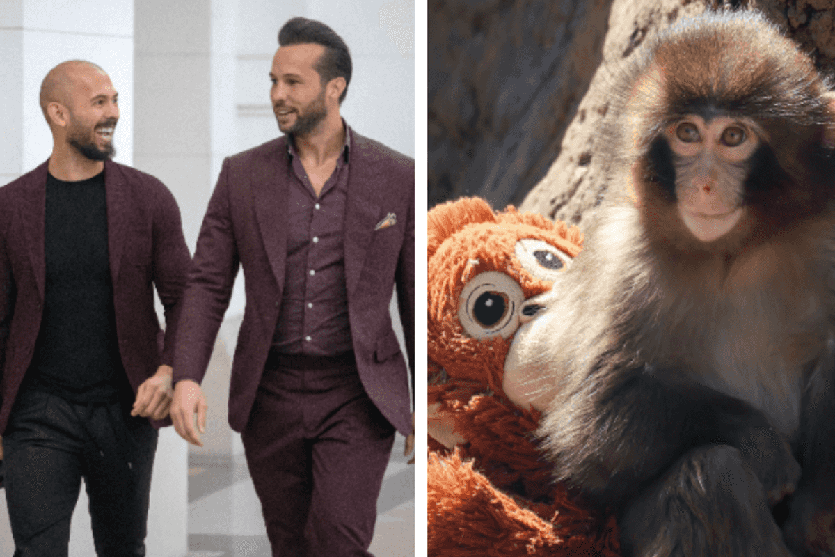Tate brothers want to buy Punch the Monkey – but the internet is unimpressed