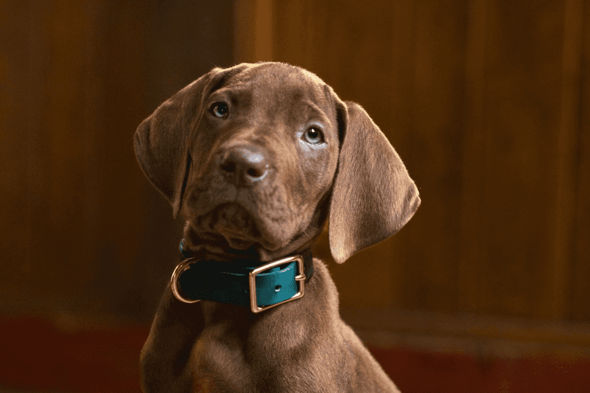 Netflix shares first look at Scooby-Doo live-action pup – and fans are all saying the same thing